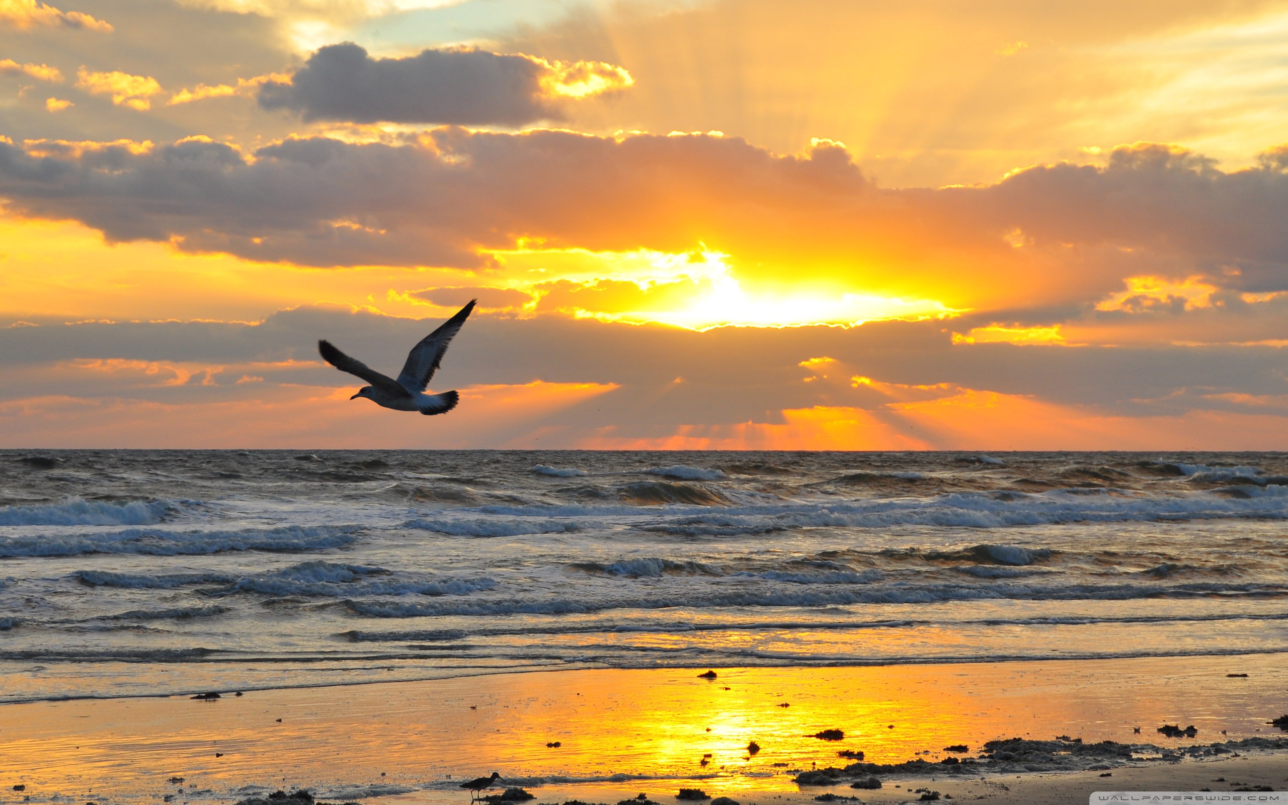 Flying Seagull At Sunrise ❤ 4K HD Desktop Wallpaper for 4K Ultra HD ...