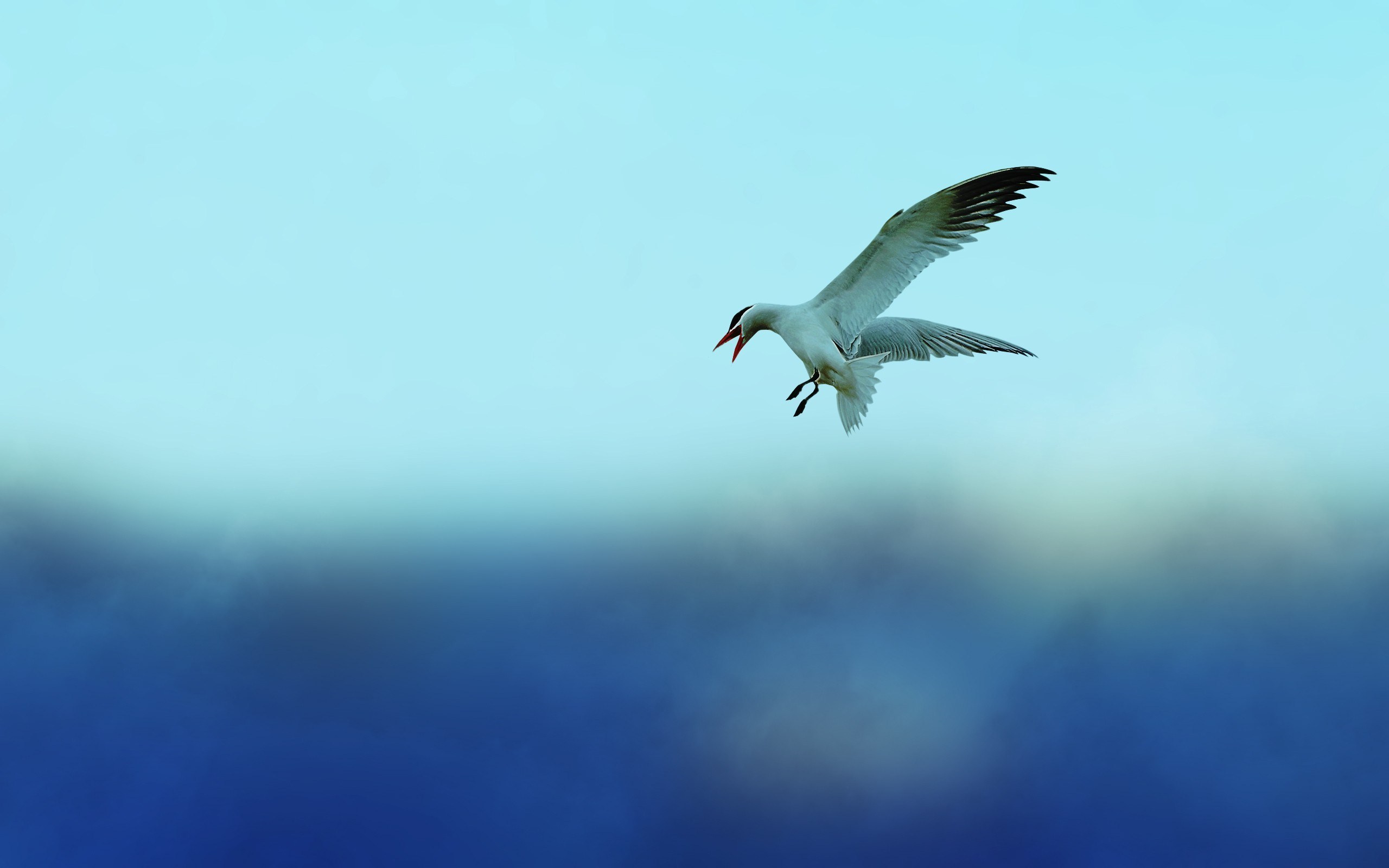 Flying, Seagull - Photography Wallpapers #522540 on Wookmark