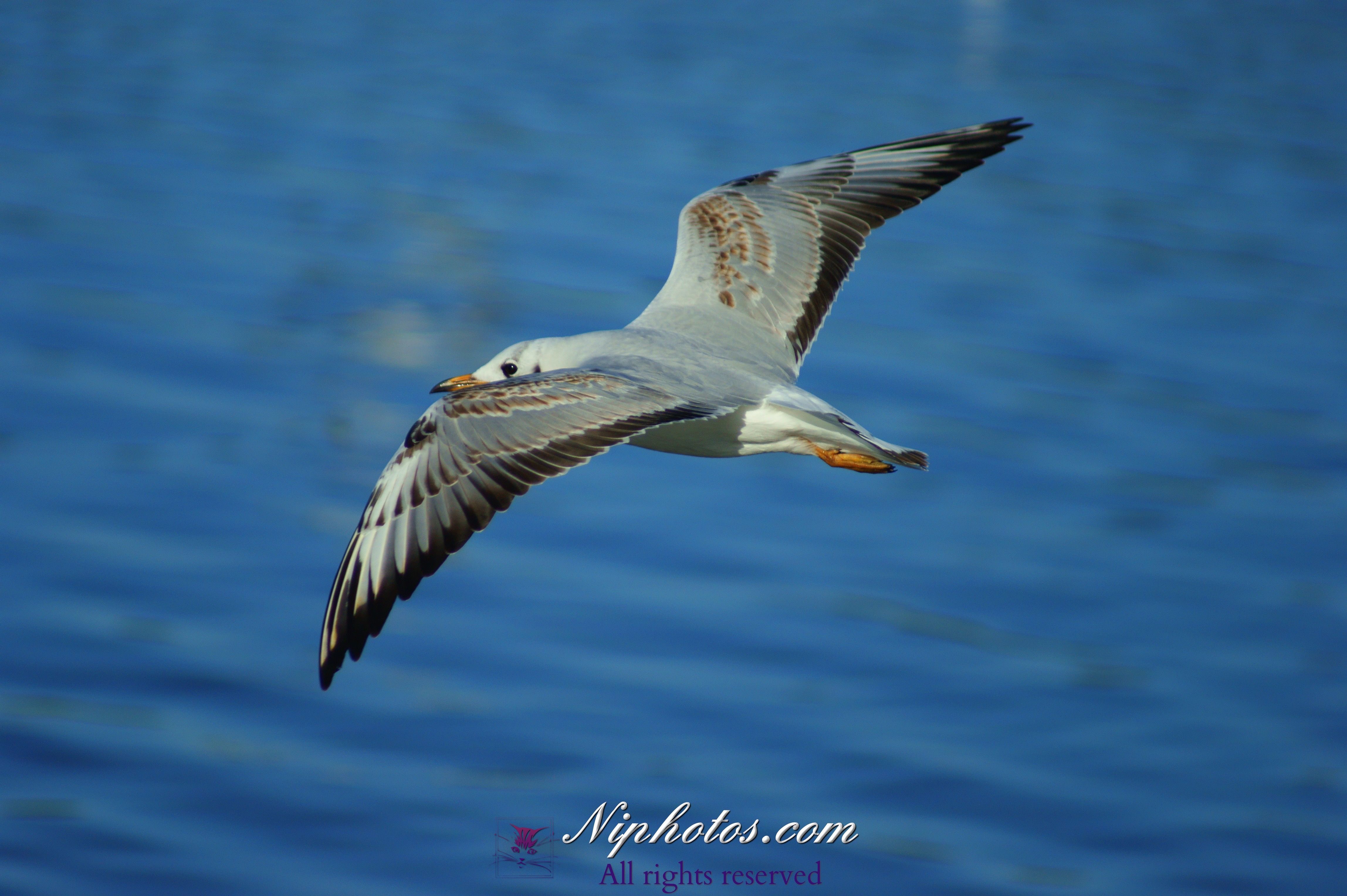 High flying seagull at Corbett Lake Banbridge, County Down, Northern ...