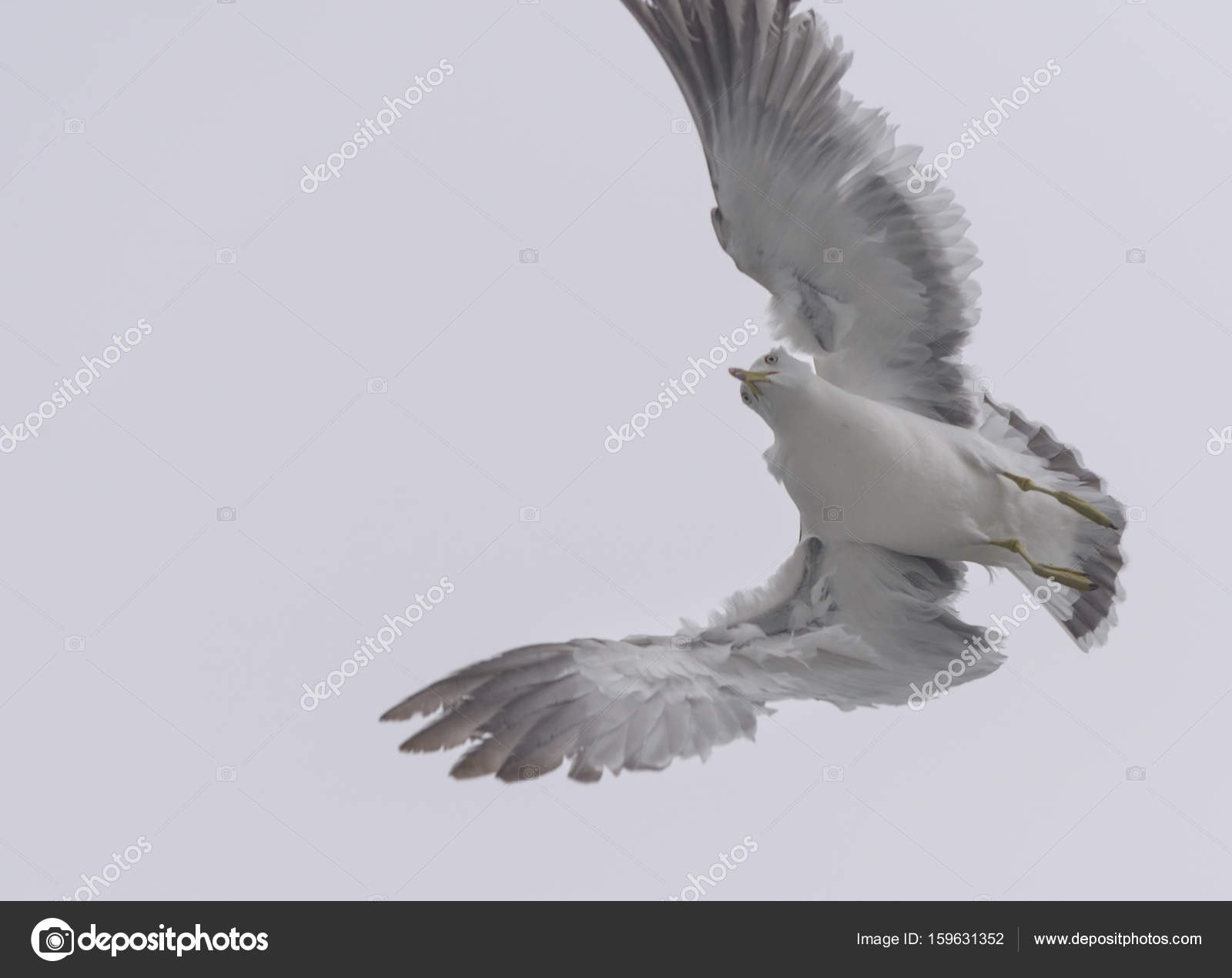 Flying seagull in the sky. — Stock Photo © eevl #159631352