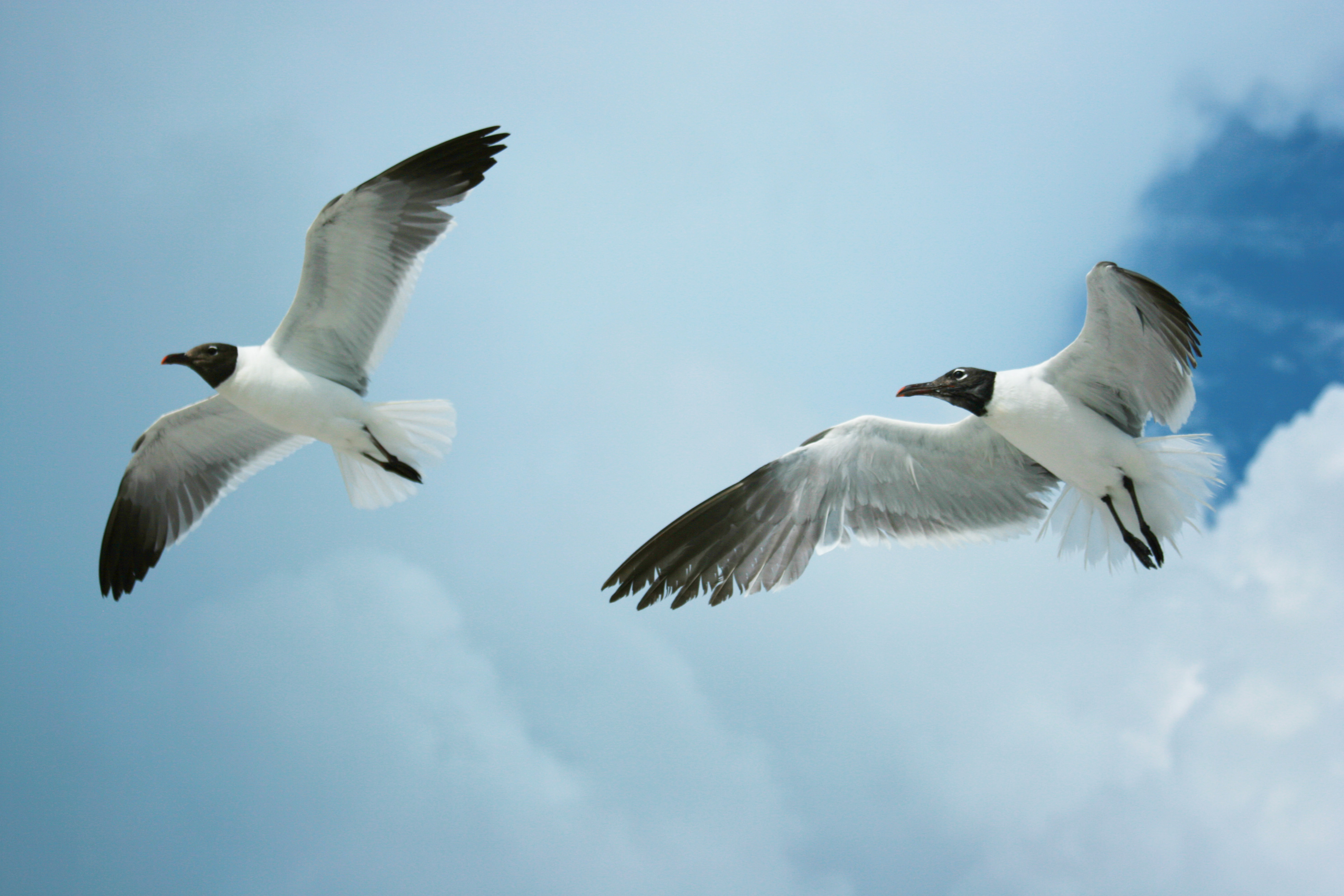 Flying Seagull Seagull Birds Wallpapers