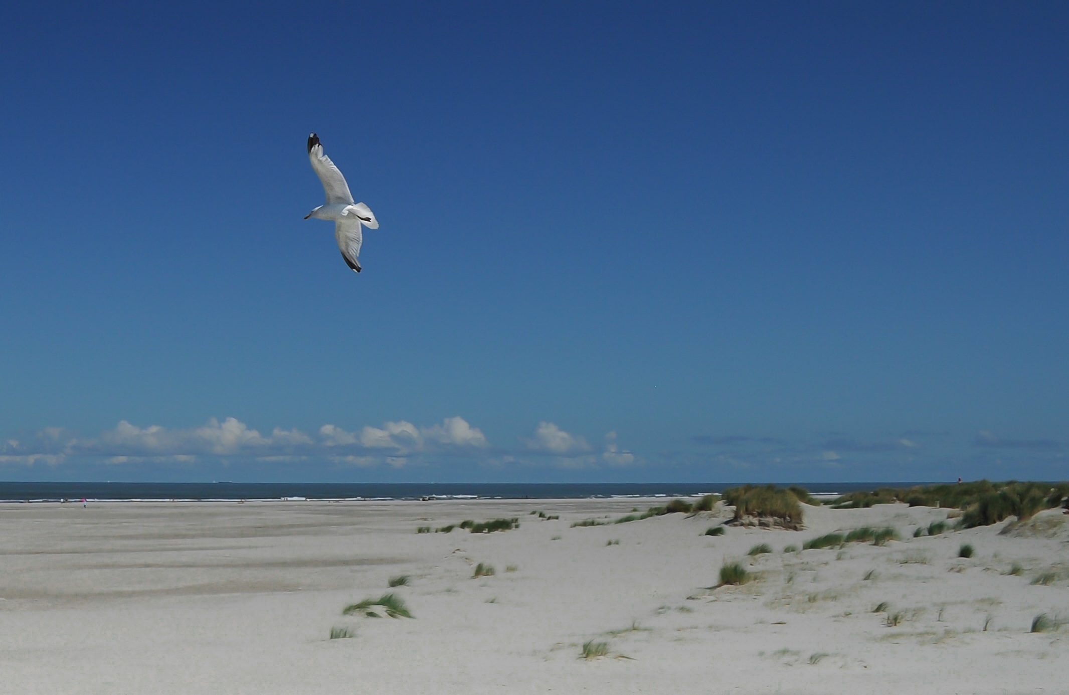 Flying Seagull, Animal, Beach, Bird, Flying, HQ Photo