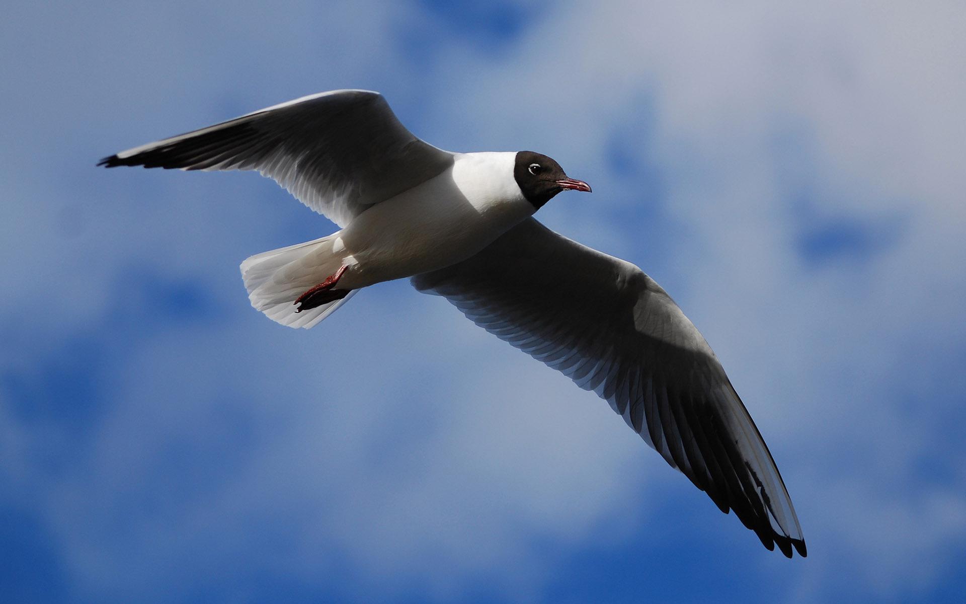 Flying seagull wallpaper | animals | Wallpaper Better