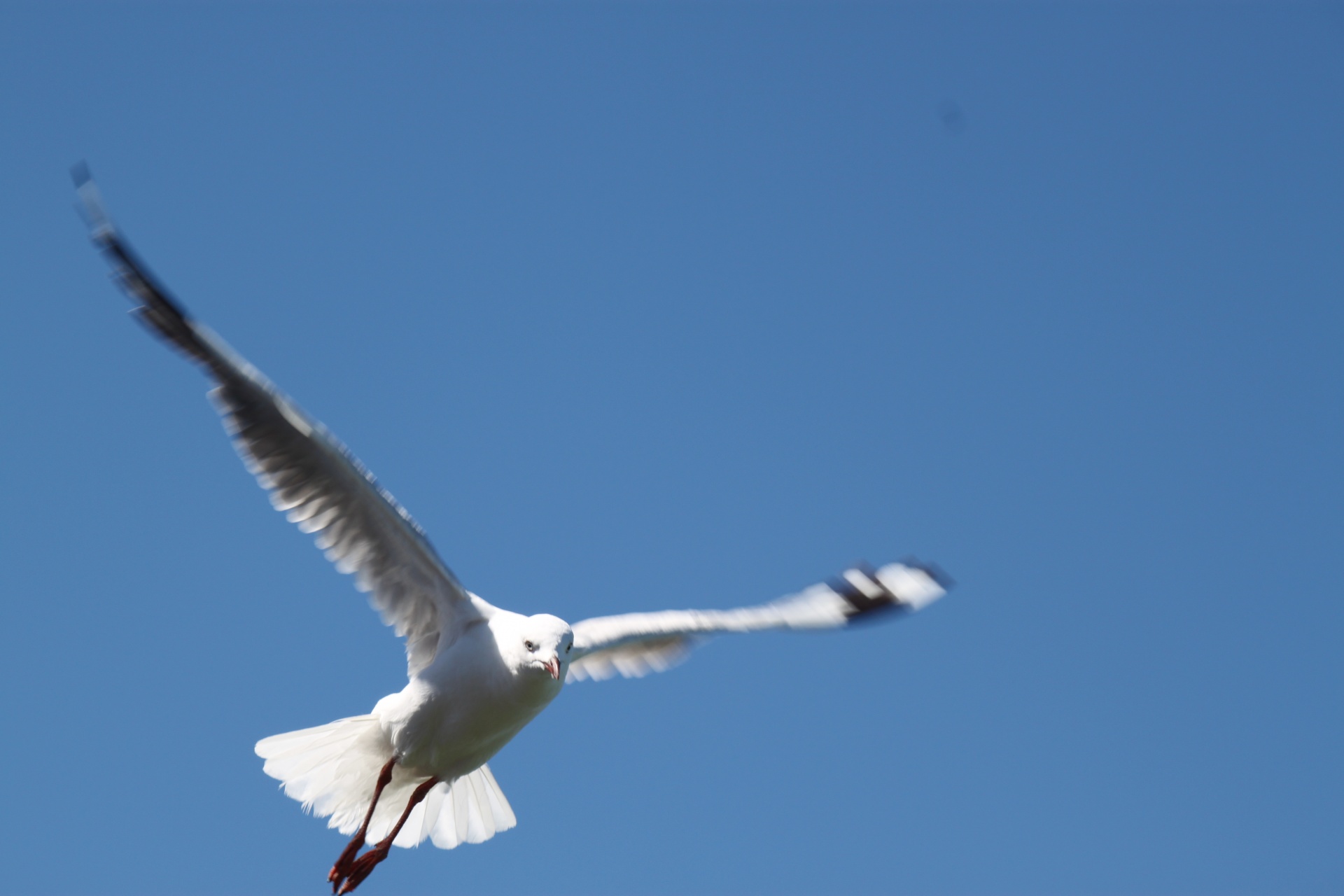 Flying Seagull On The Sea Free Stock Photo - Public Domain Pictures