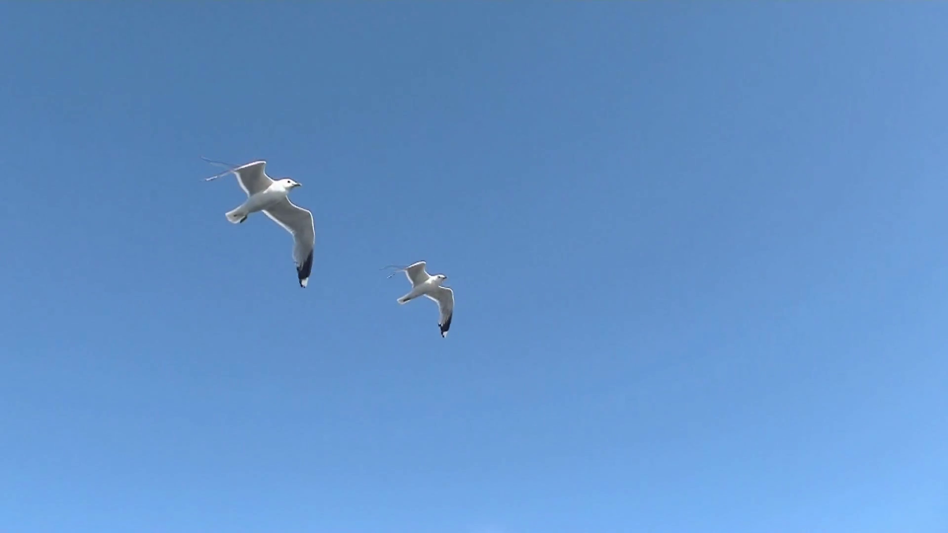 small seagull flying Stock Video Footage - VideoBlocks