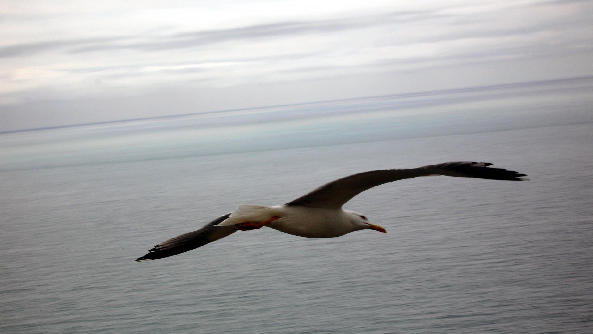 Flying Seagull wallpaper | (55388)