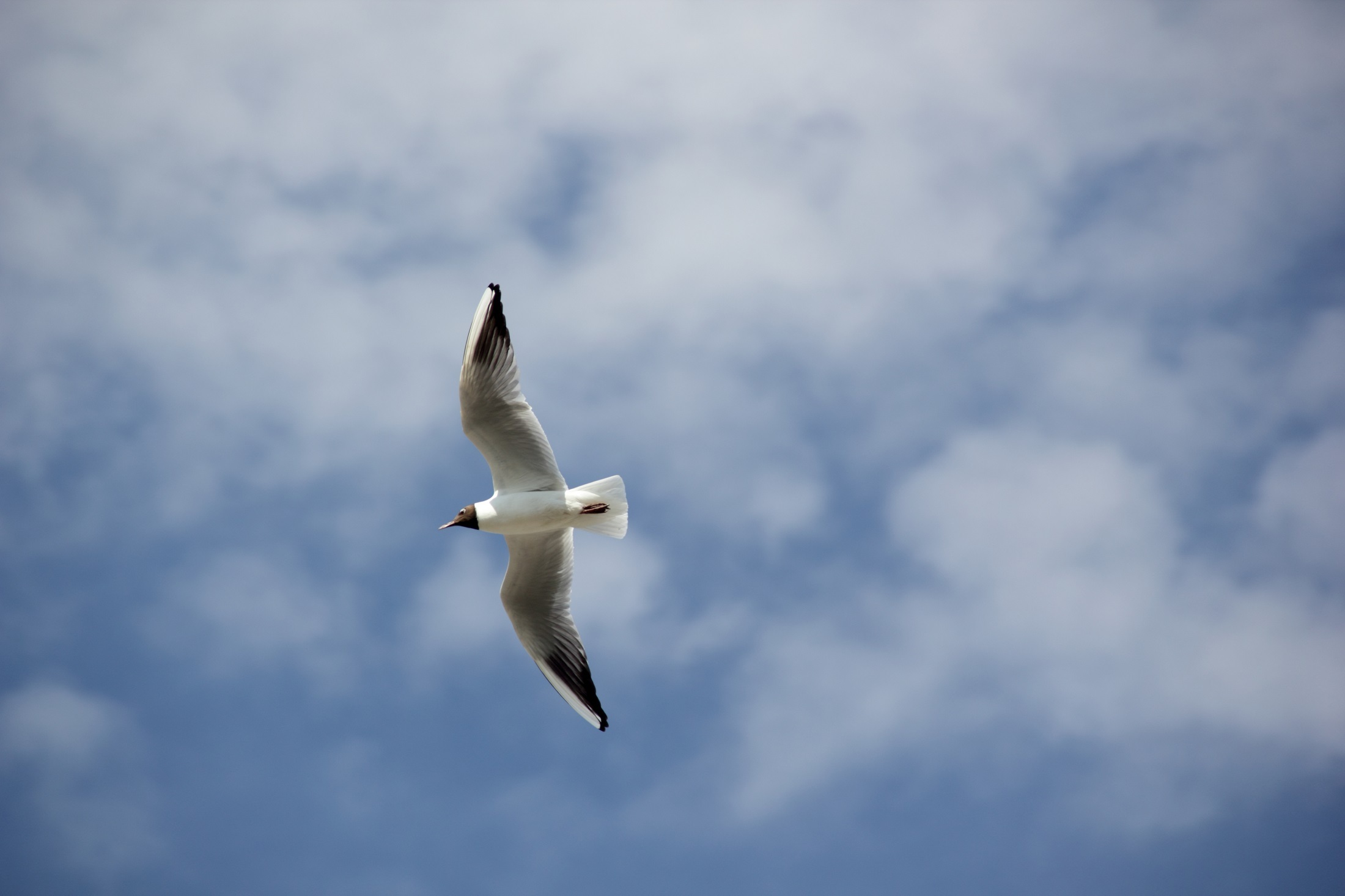 Flying Seagull, Animal, Bird, Gull, Nature, HQ Photo