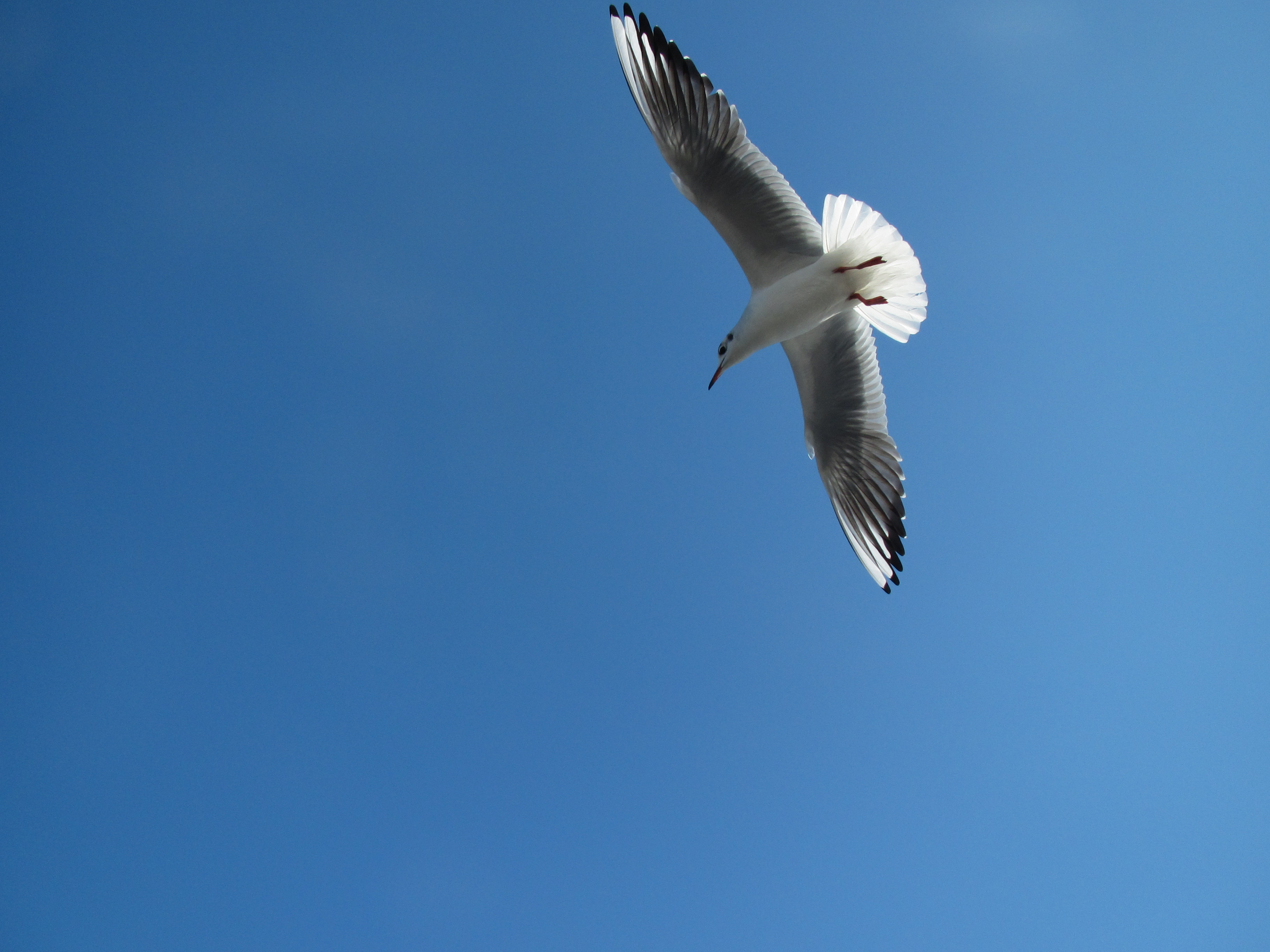 Flying seagull, Animal, Bird, Fauna, Flying, HQ Photo