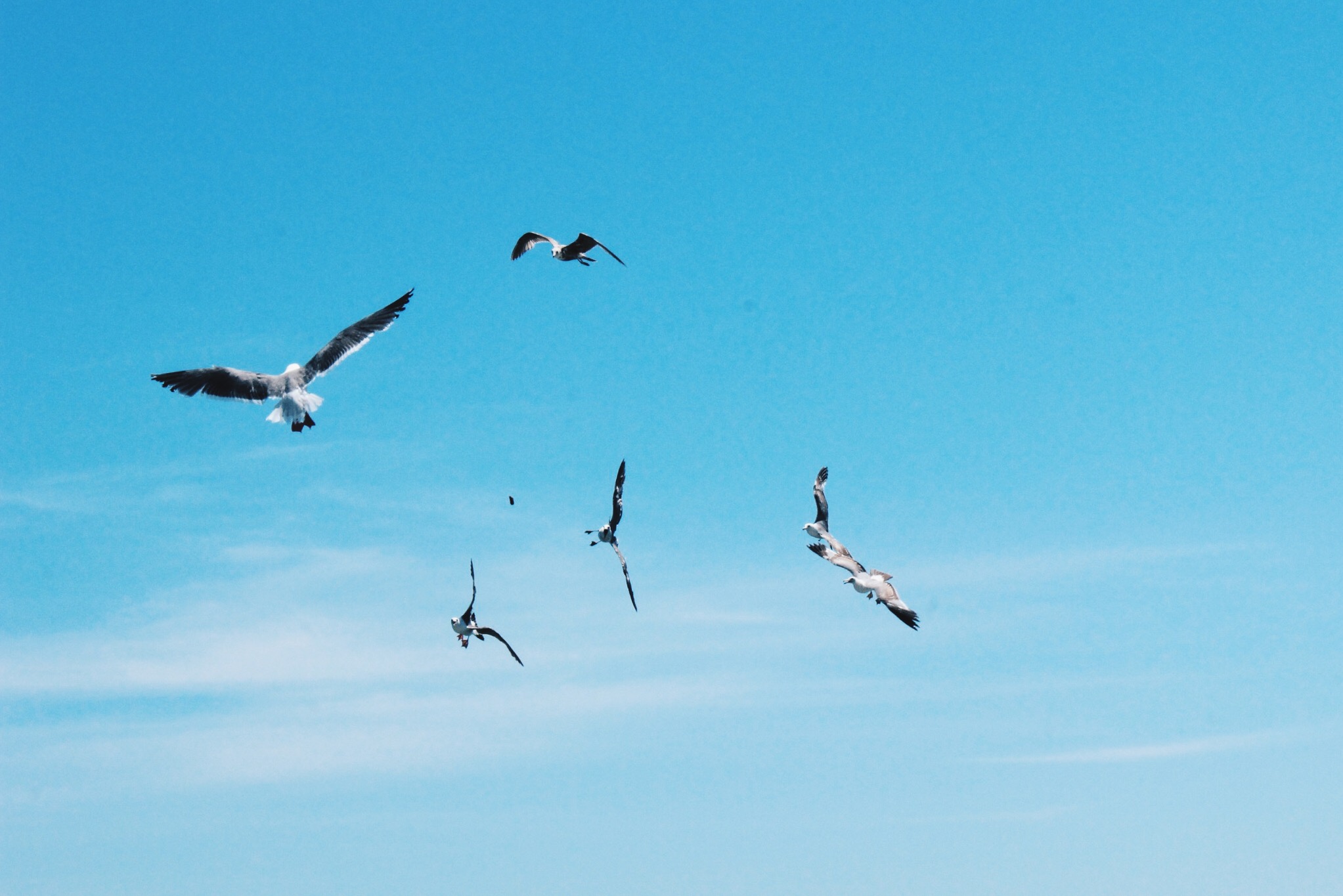 Flying Seagulls, Animal, Bird, Blue, Fly, HQ Photo