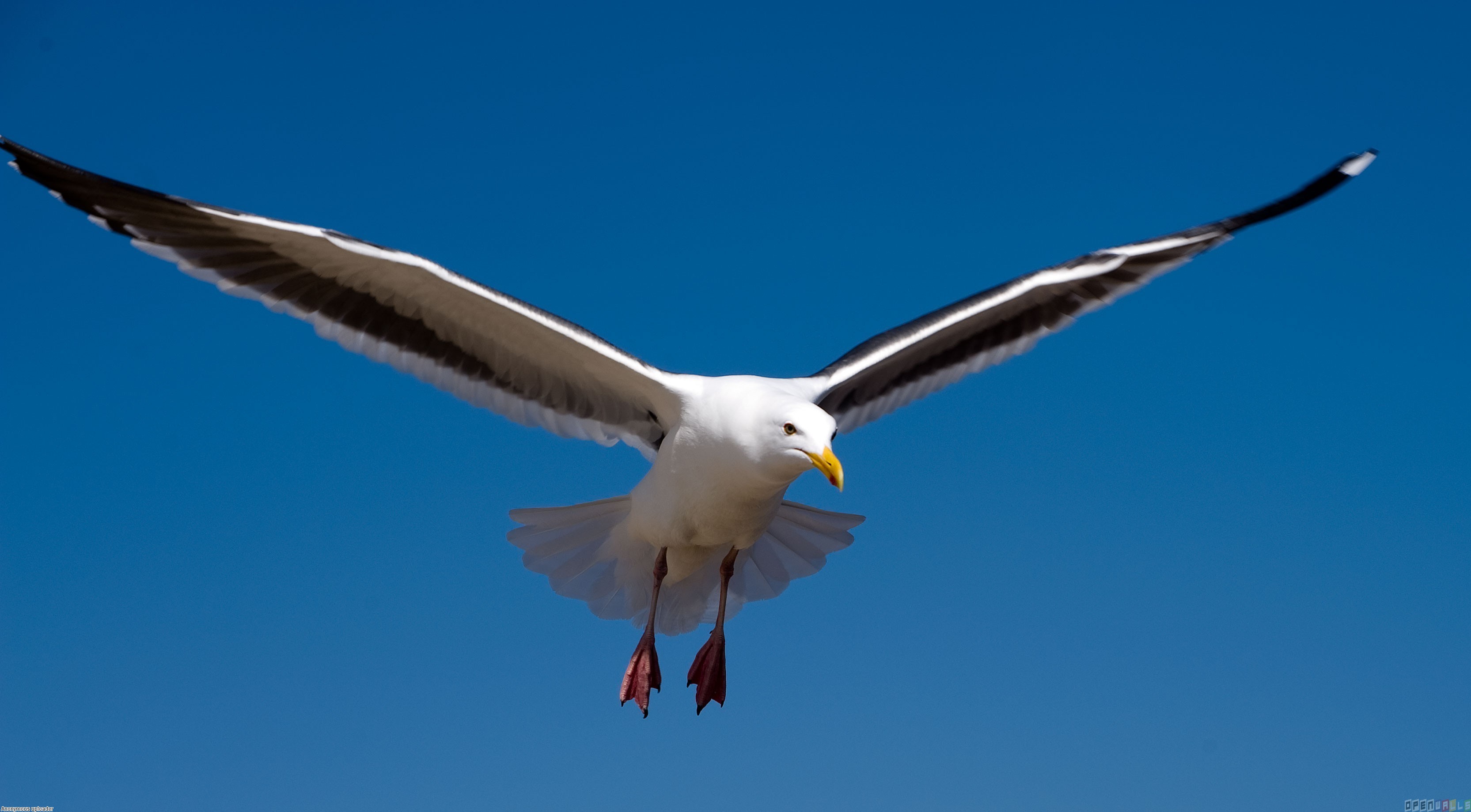 Seagull flying photo