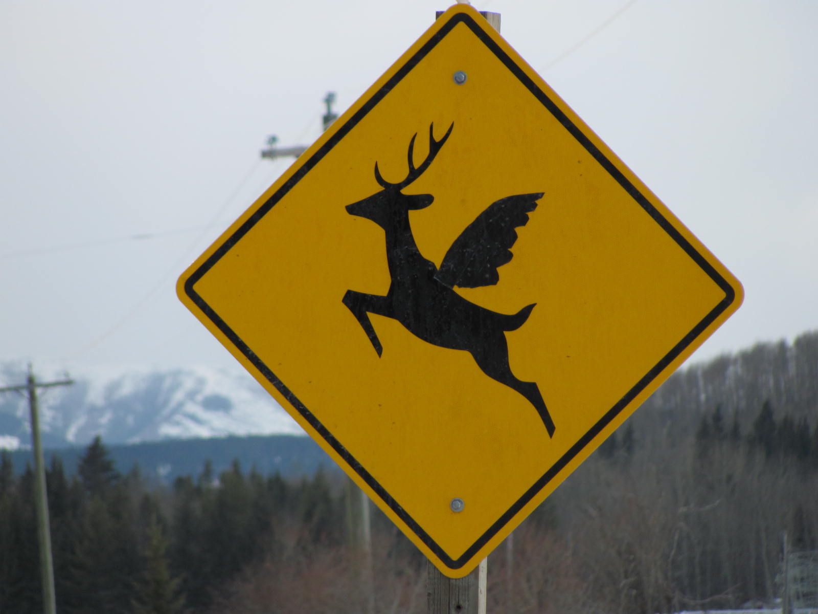 Alberta Snapshot: Flying deer. | Flowery Prose