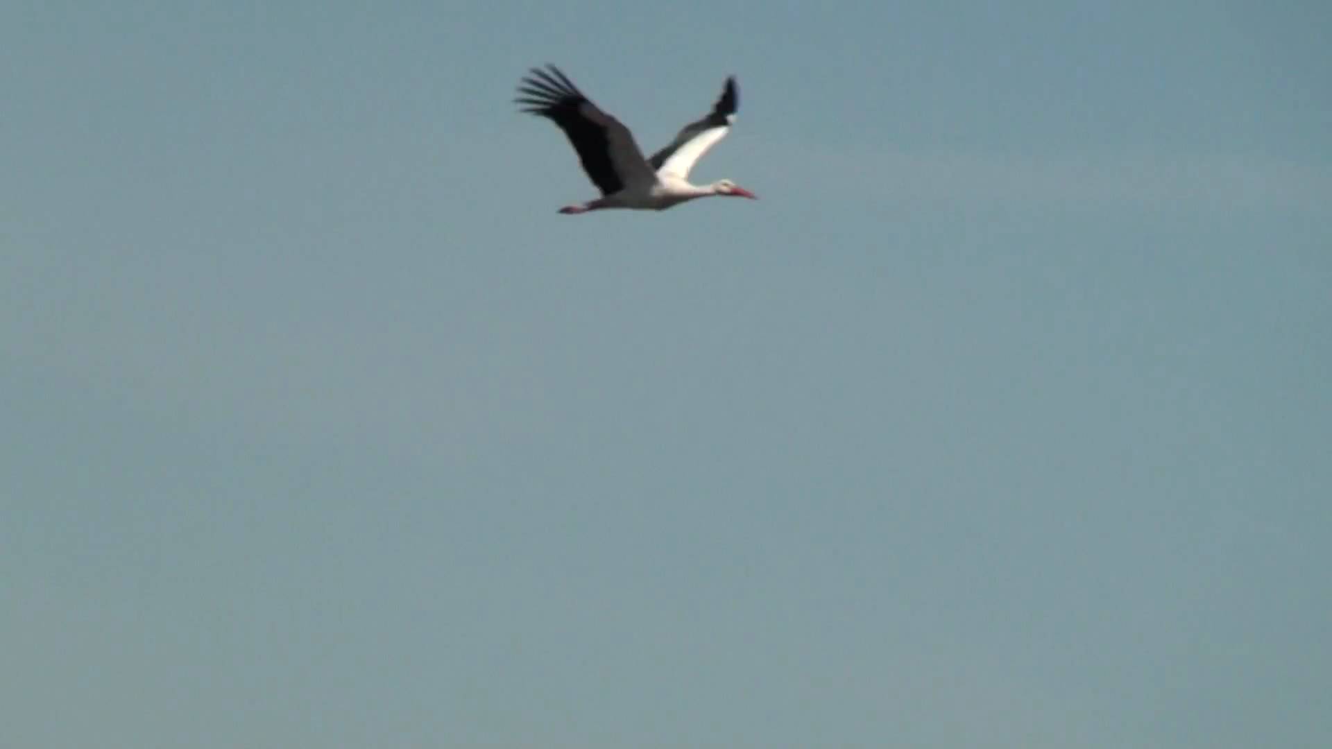White Stork Flying Over Port Meadow - YouTube