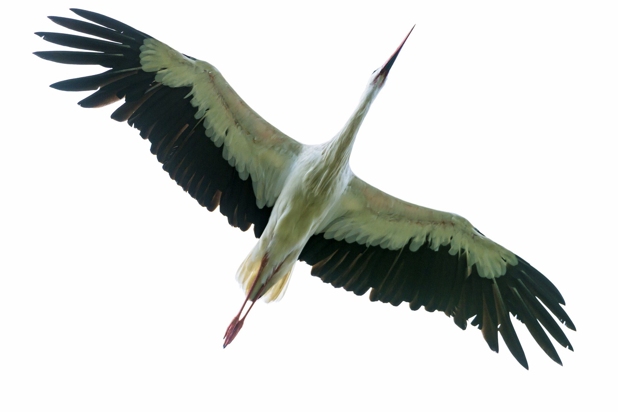 Flying stork | Zoos and Bird