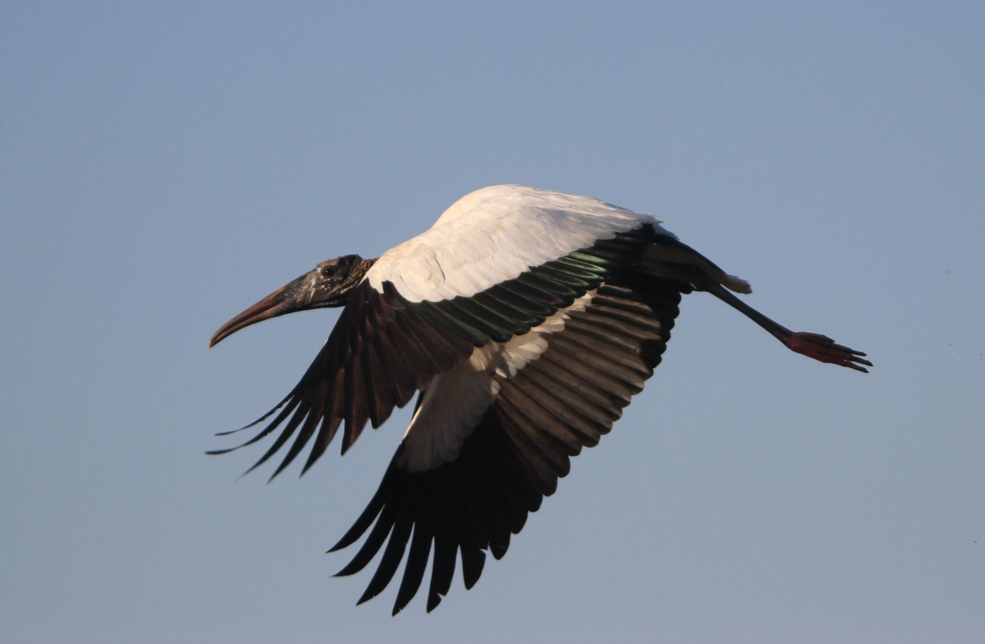 Wood Stork (Mycteria americana) Flying stork | the Internet Bird ...
