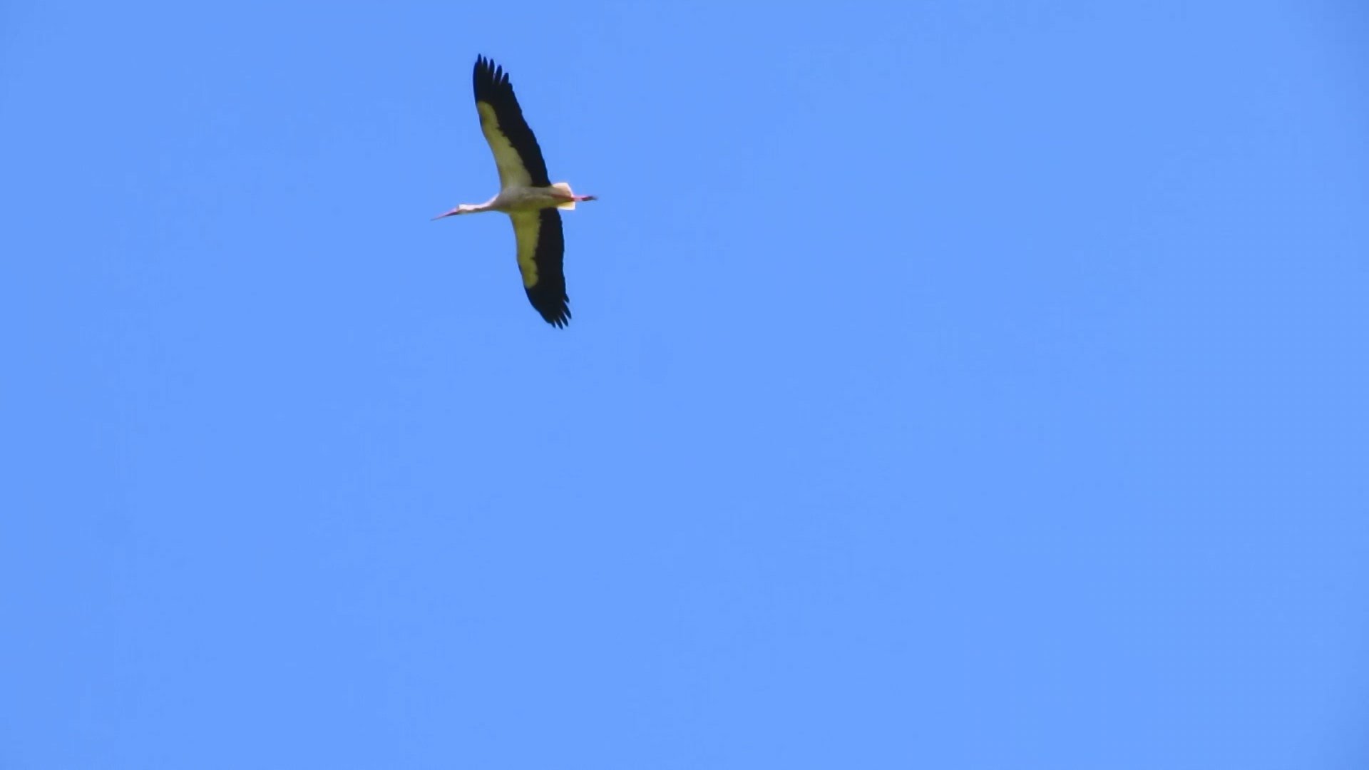 stork flying - YouTube