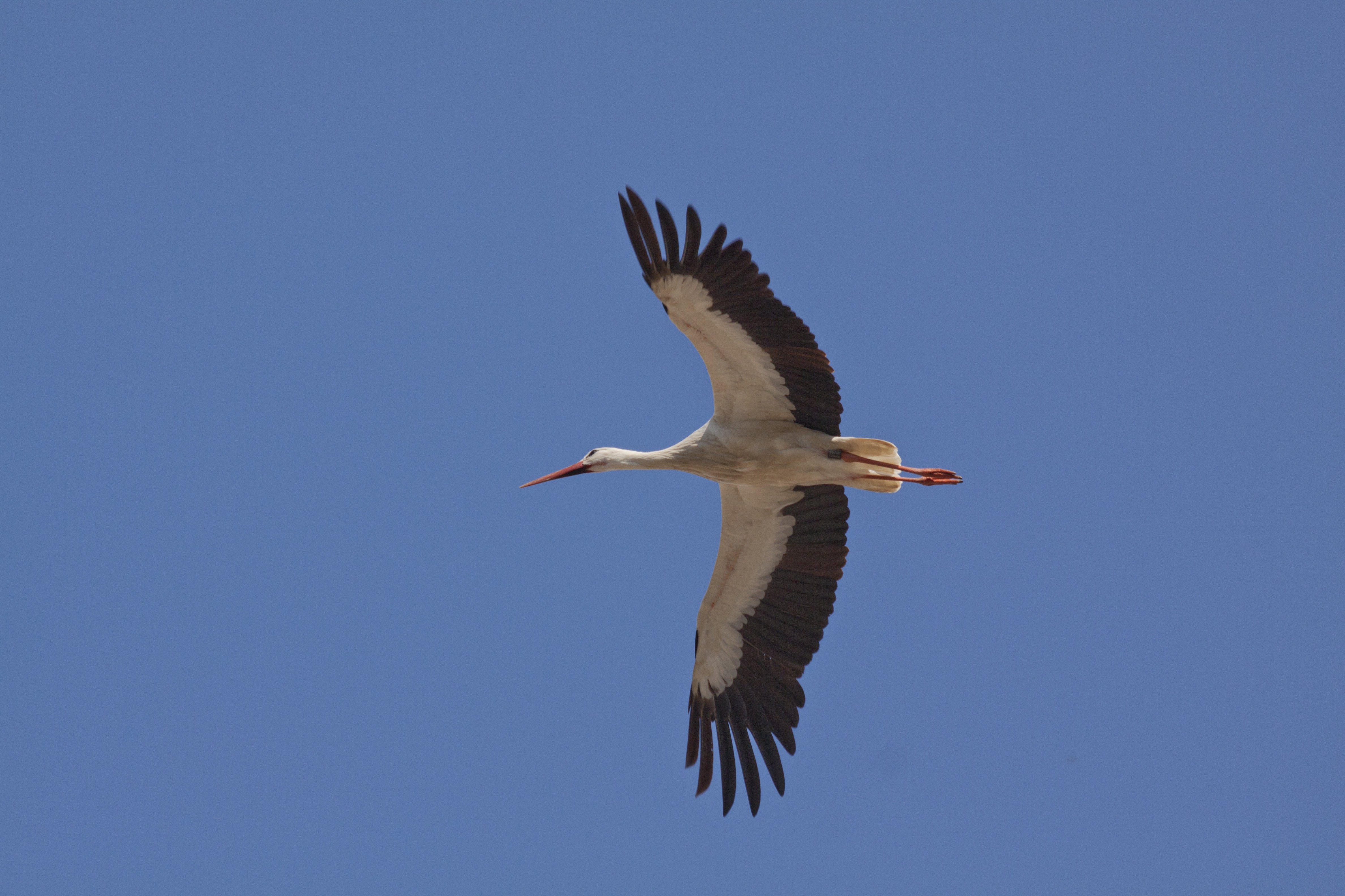 Flying Stork, Animal, Bird, Flying, Nature, HQ Photo