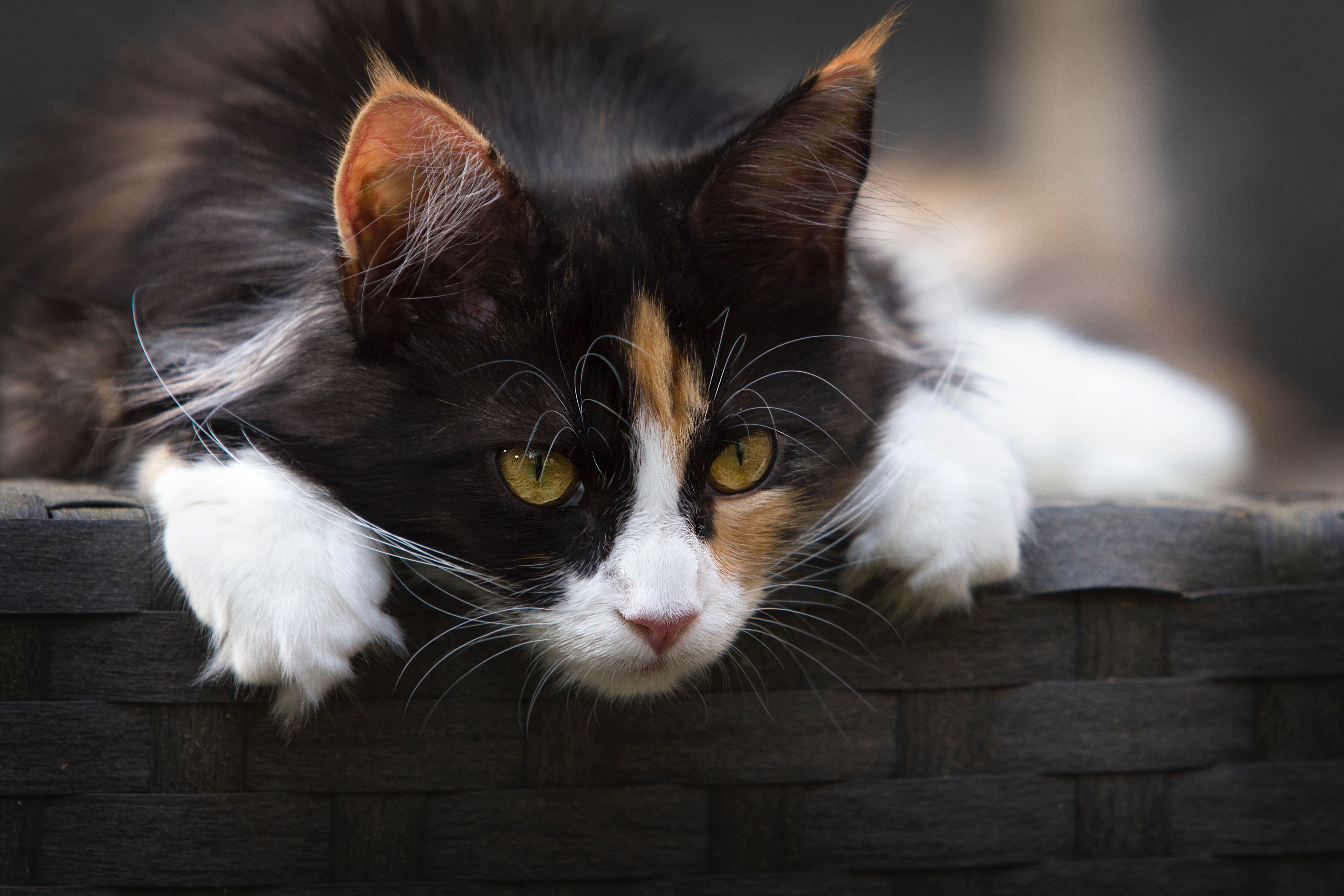 Focus Photo of Calico Cat, Adorable, Head, Whiskers, Whisker, HQ Photo