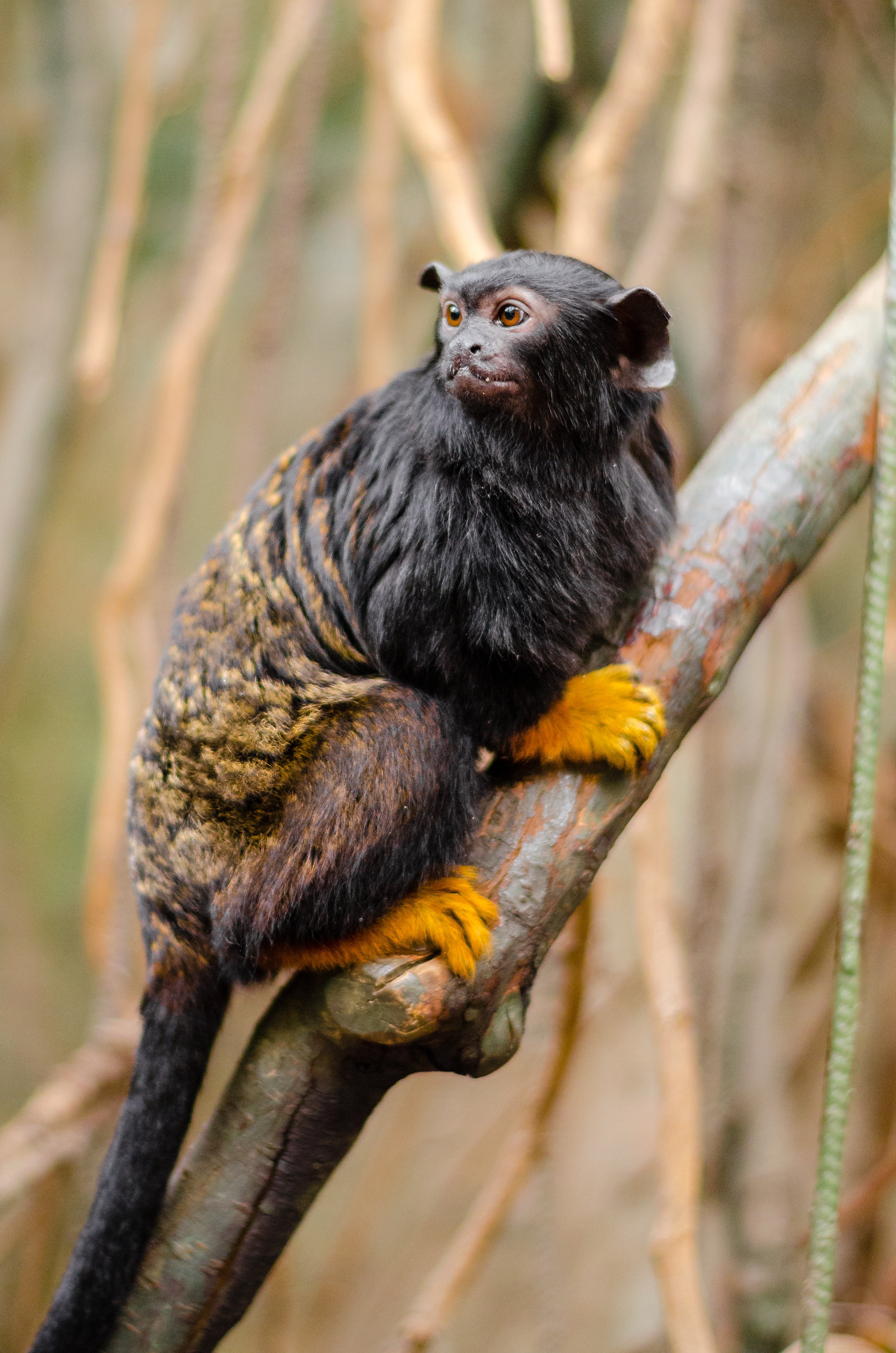 Focus photo of red-handed tamarin