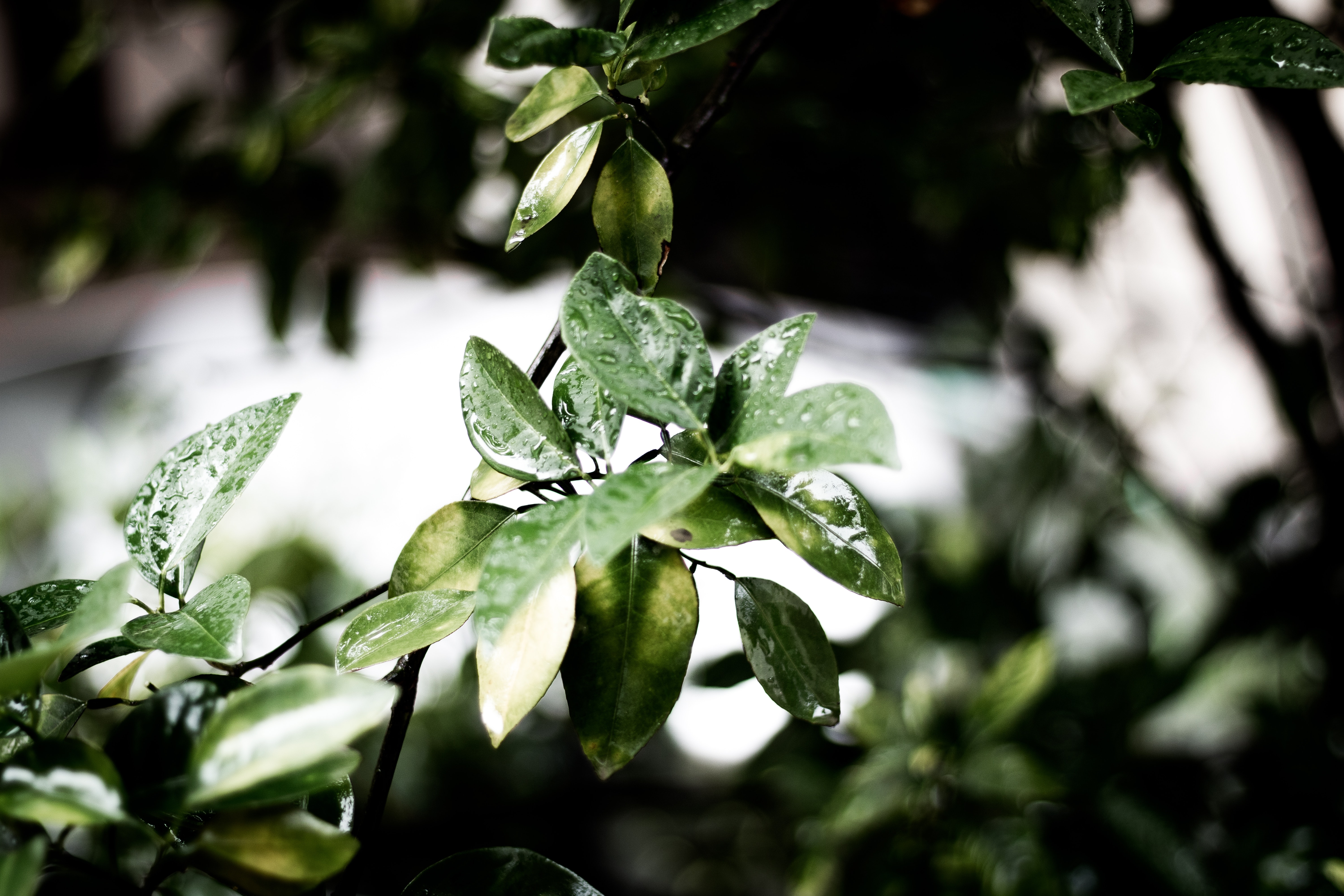 Green leaf plant photo