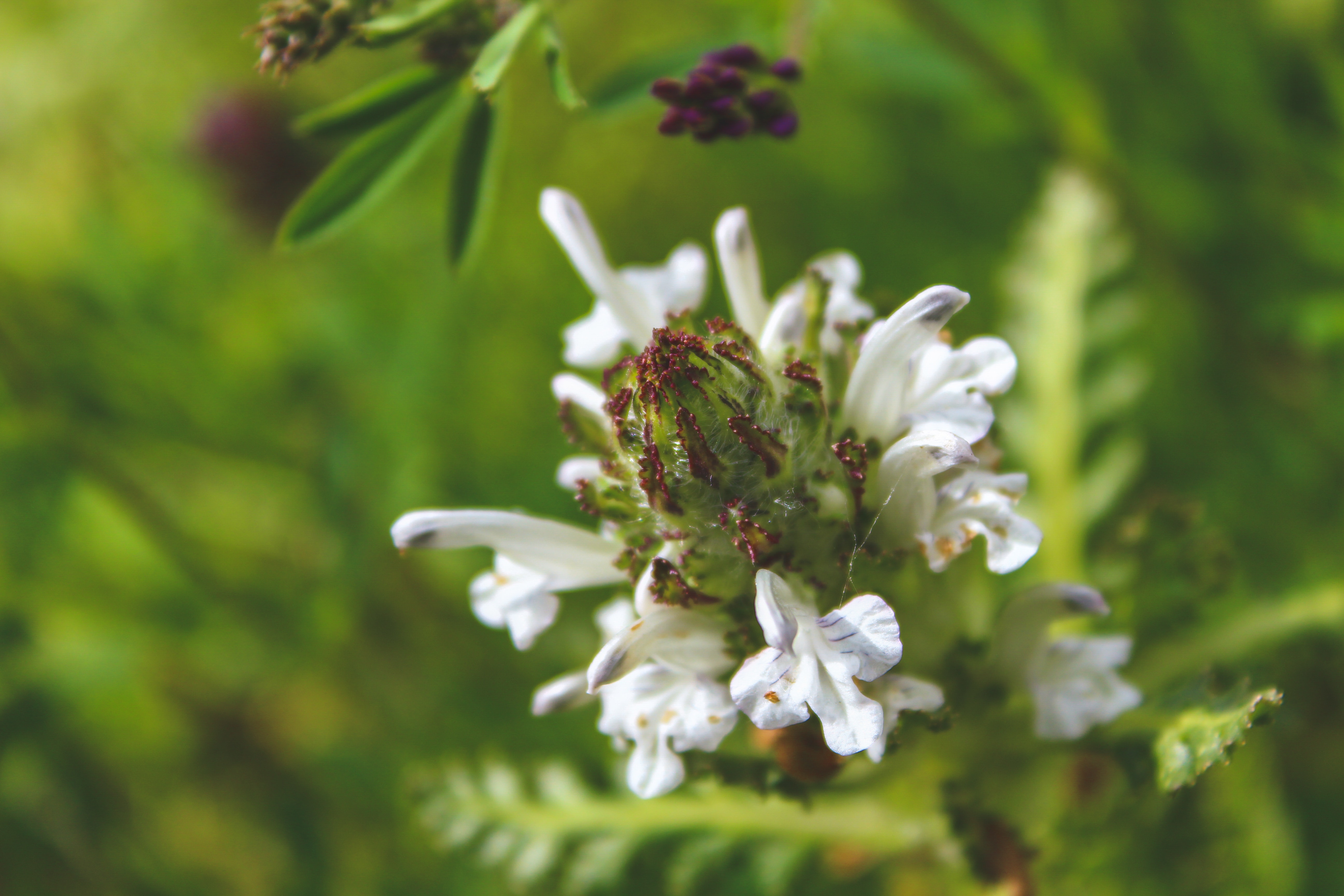 Free Photo Focus Photography Of White Flowers Beautiful Flowers 