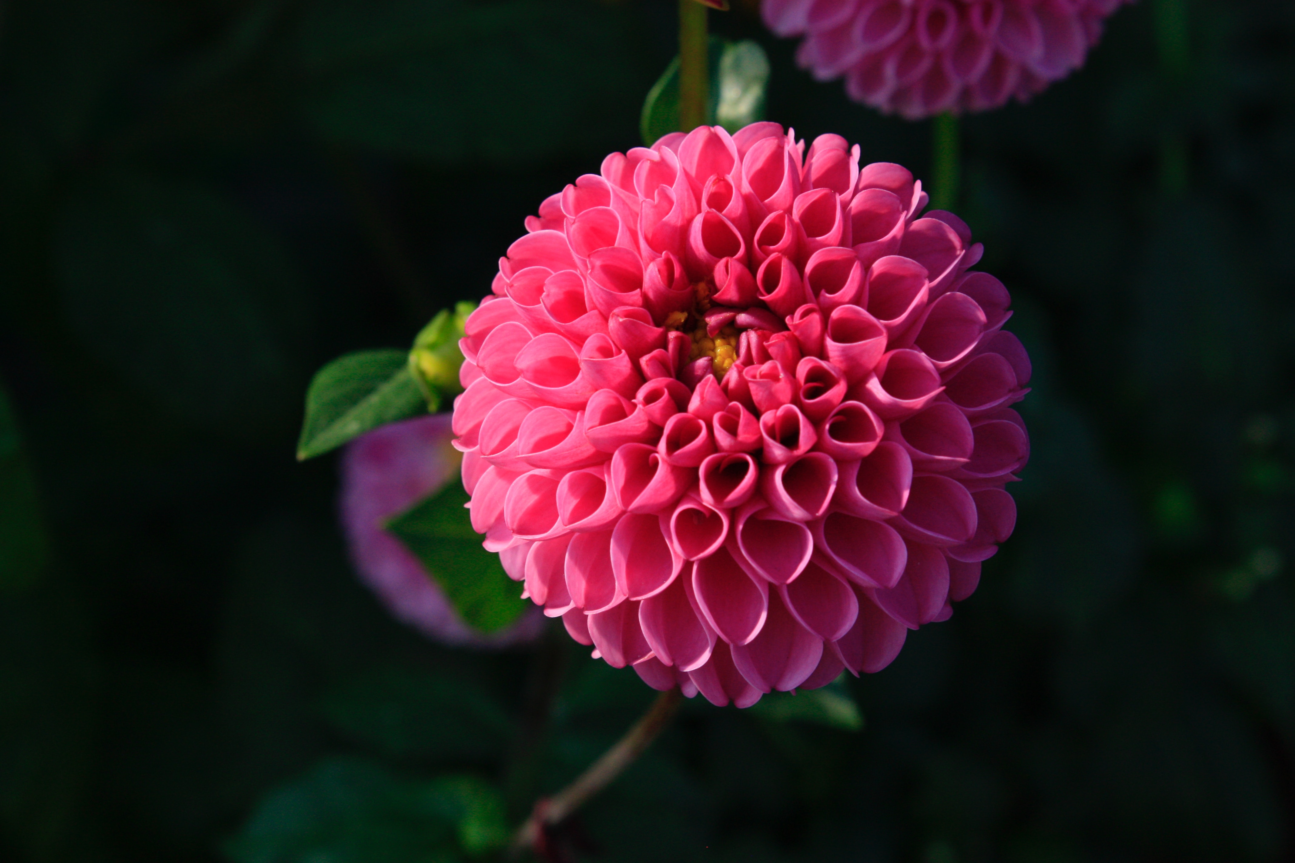 Focus Photography Pink Dahlia, Beautiful, Garden, Pink flower, Petals, HQ Photo