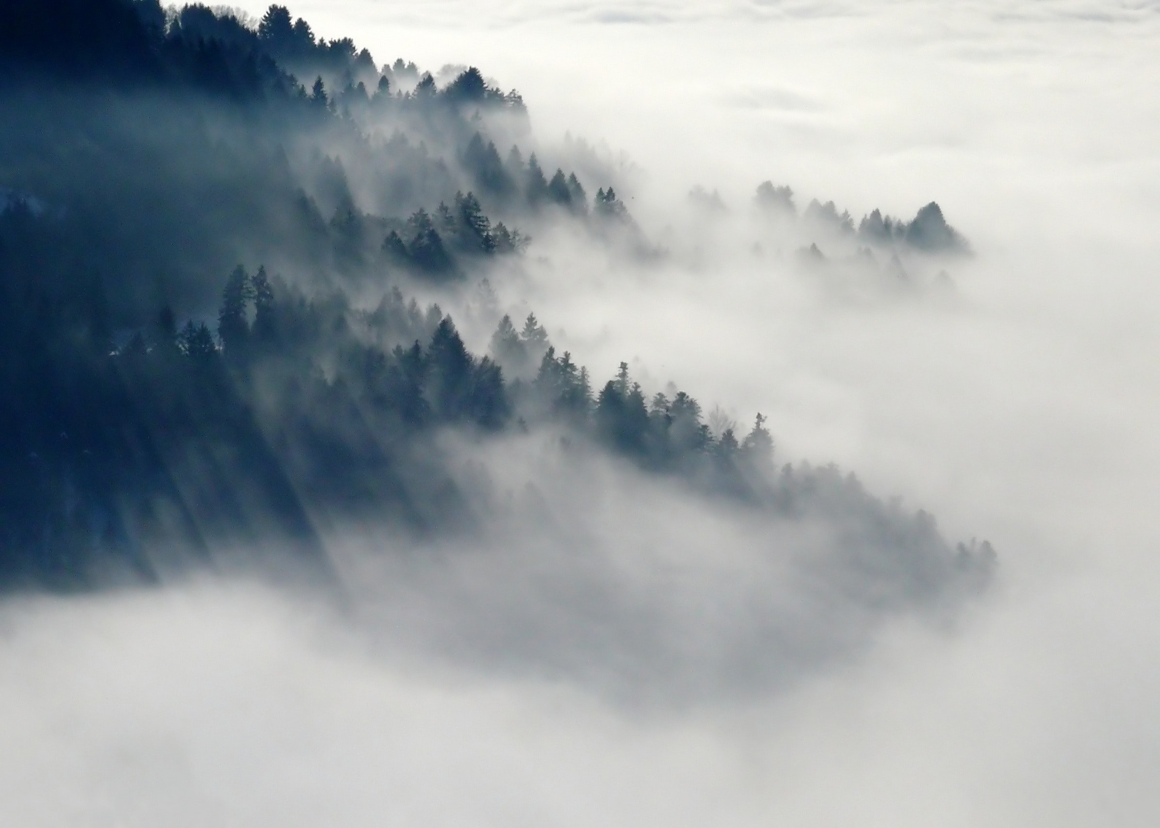 Mountain With Green Leaved Trees Surrounded by Fog during Daytime ...