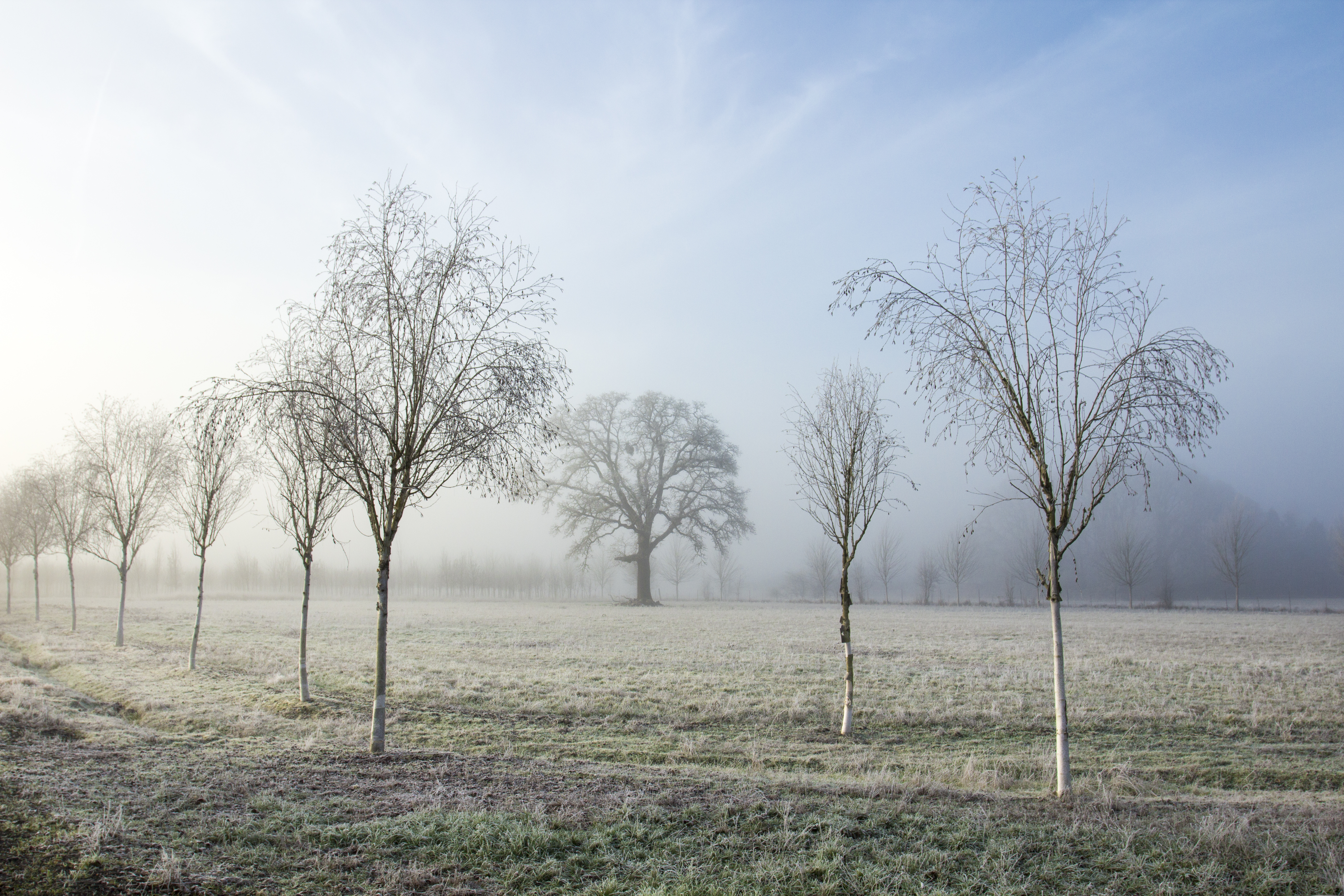Fog and frost trees photo