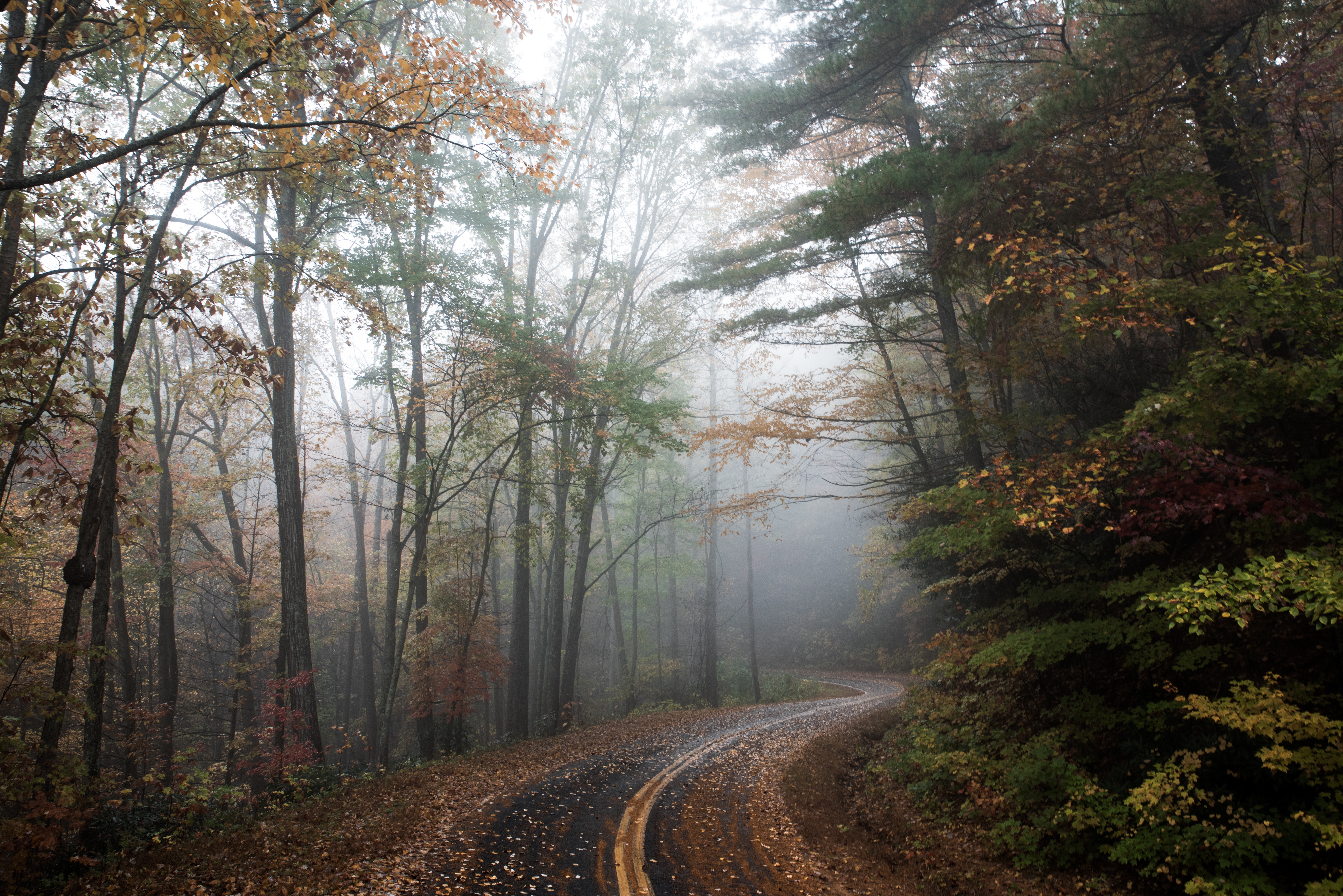 Fog in the woods photo