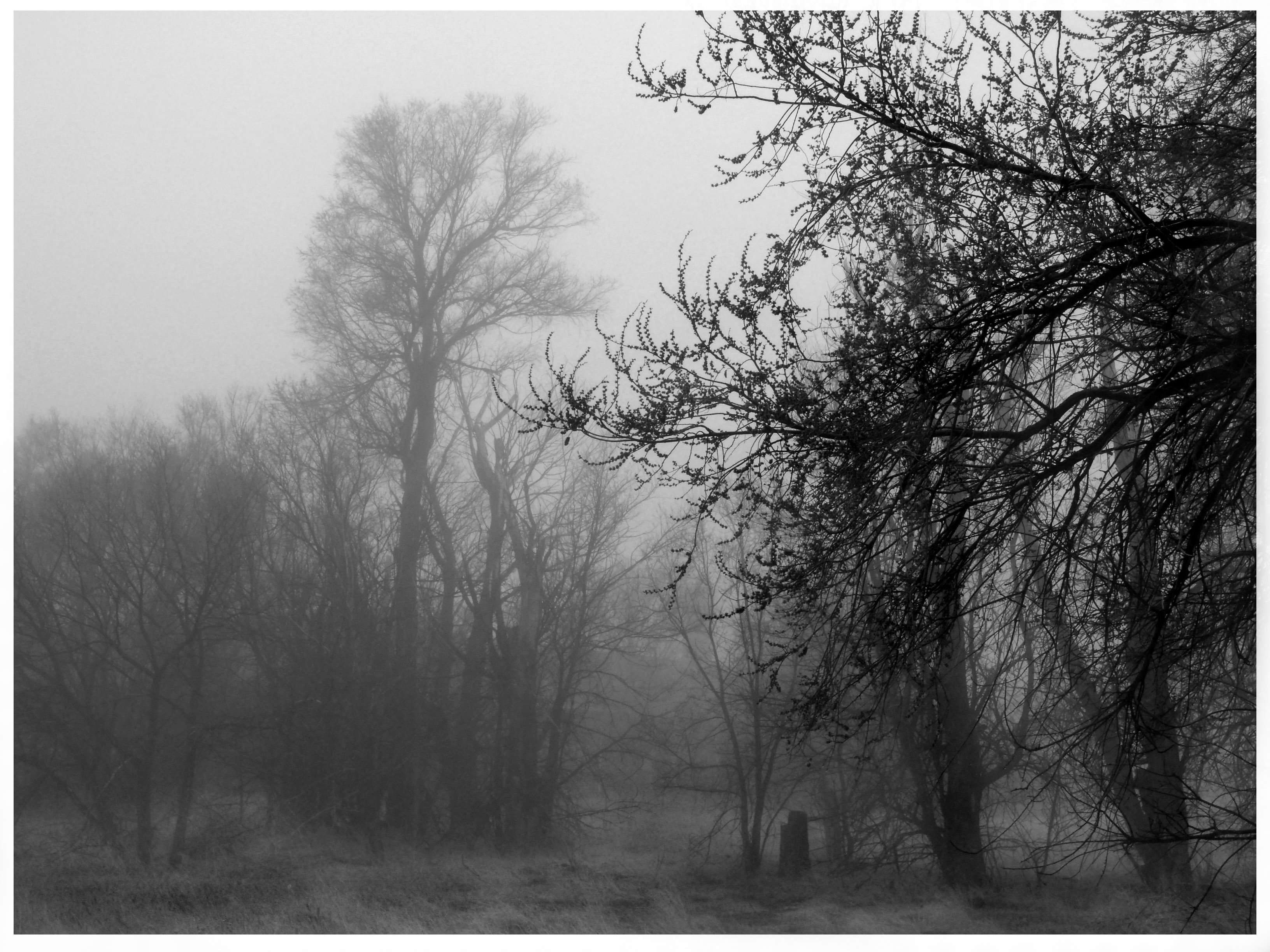 Fog…Sweet smell of wet wood and earth – Visions by Chris Kaan