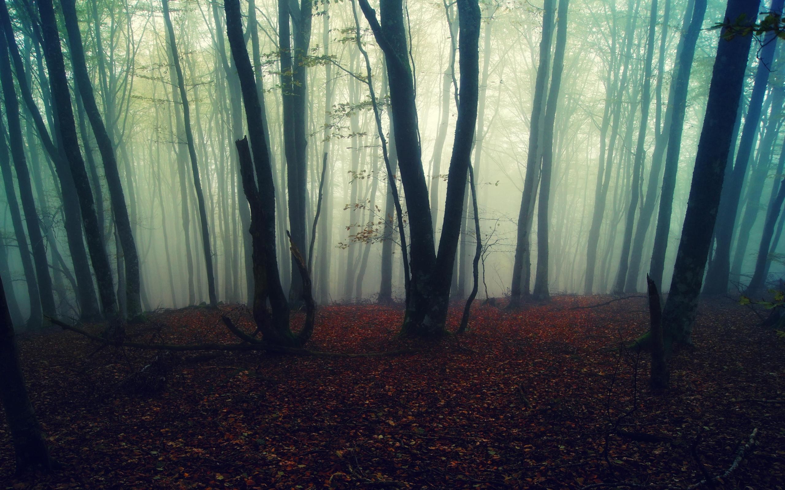 Fog in the wood in the fall wallpapers and images - wallpapers ...