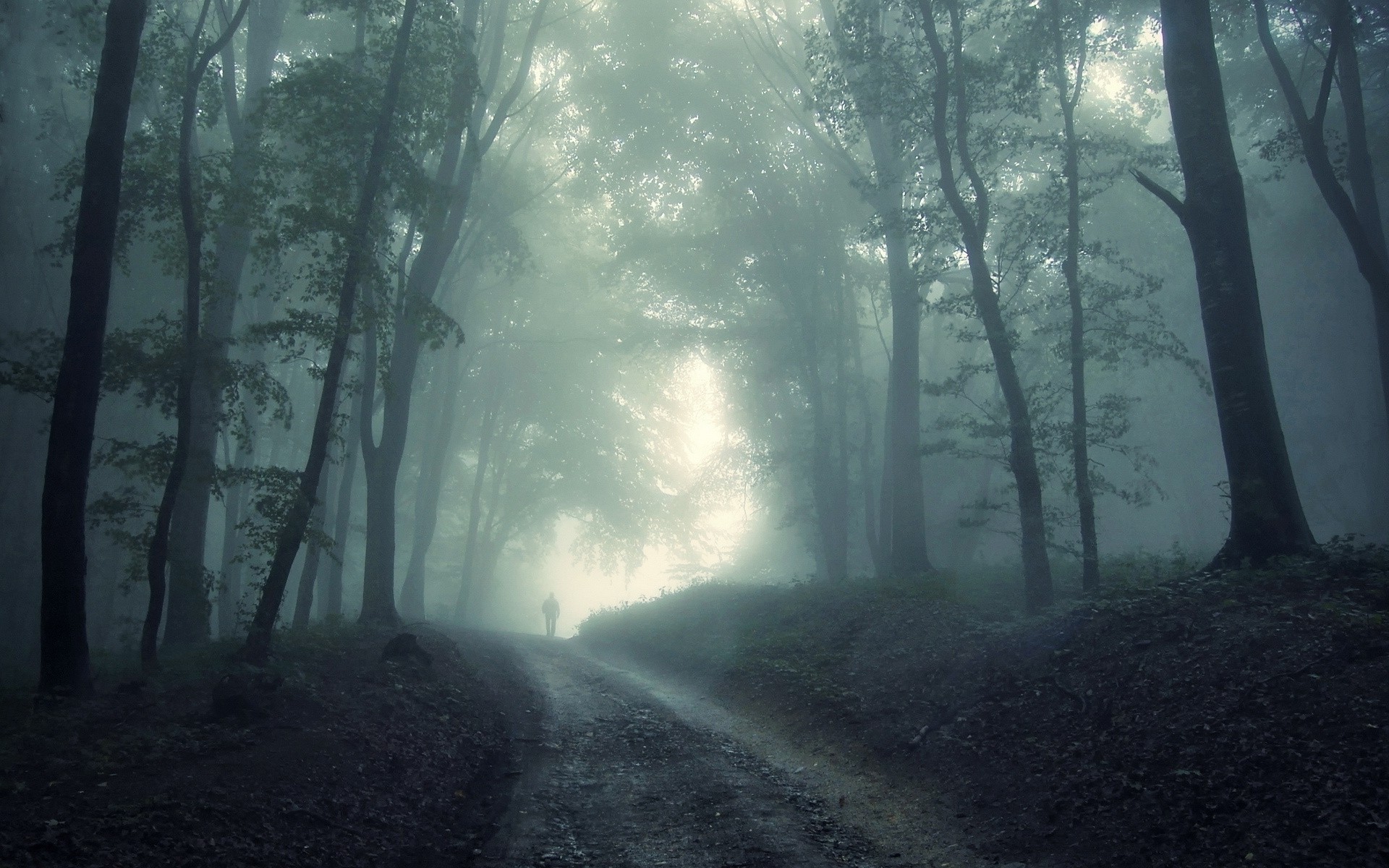 landscapes, nature, trees, wood, forest, silhouette, fog :: Wallpapers