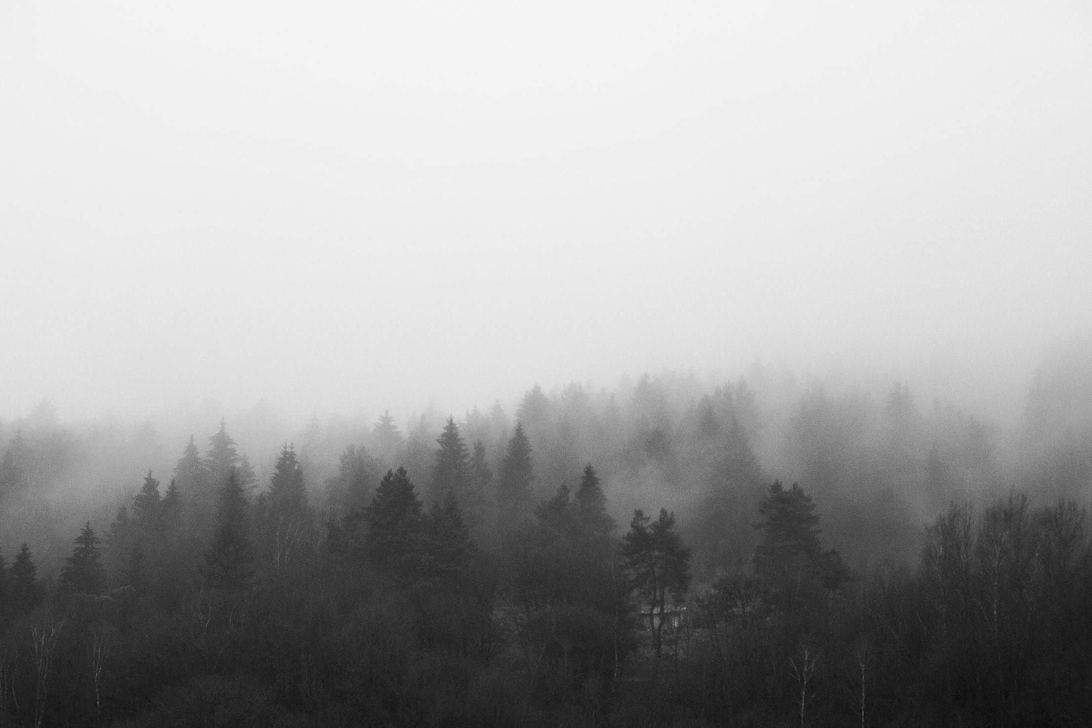 Black and White Morning Foggy Forest Free Stock Photo Download ...