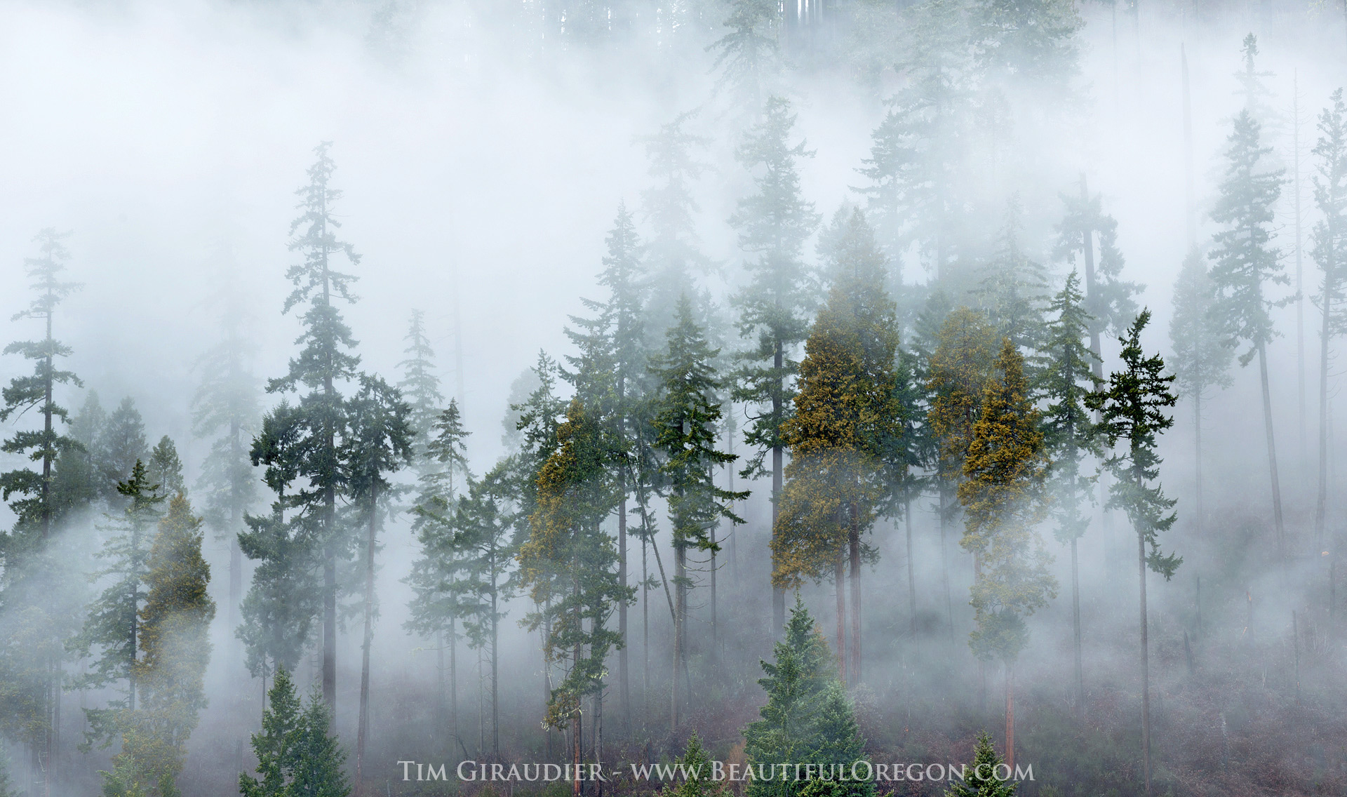 foggy-forest-Westfir-Oregon-Cascades-photography 111-142-257 ...