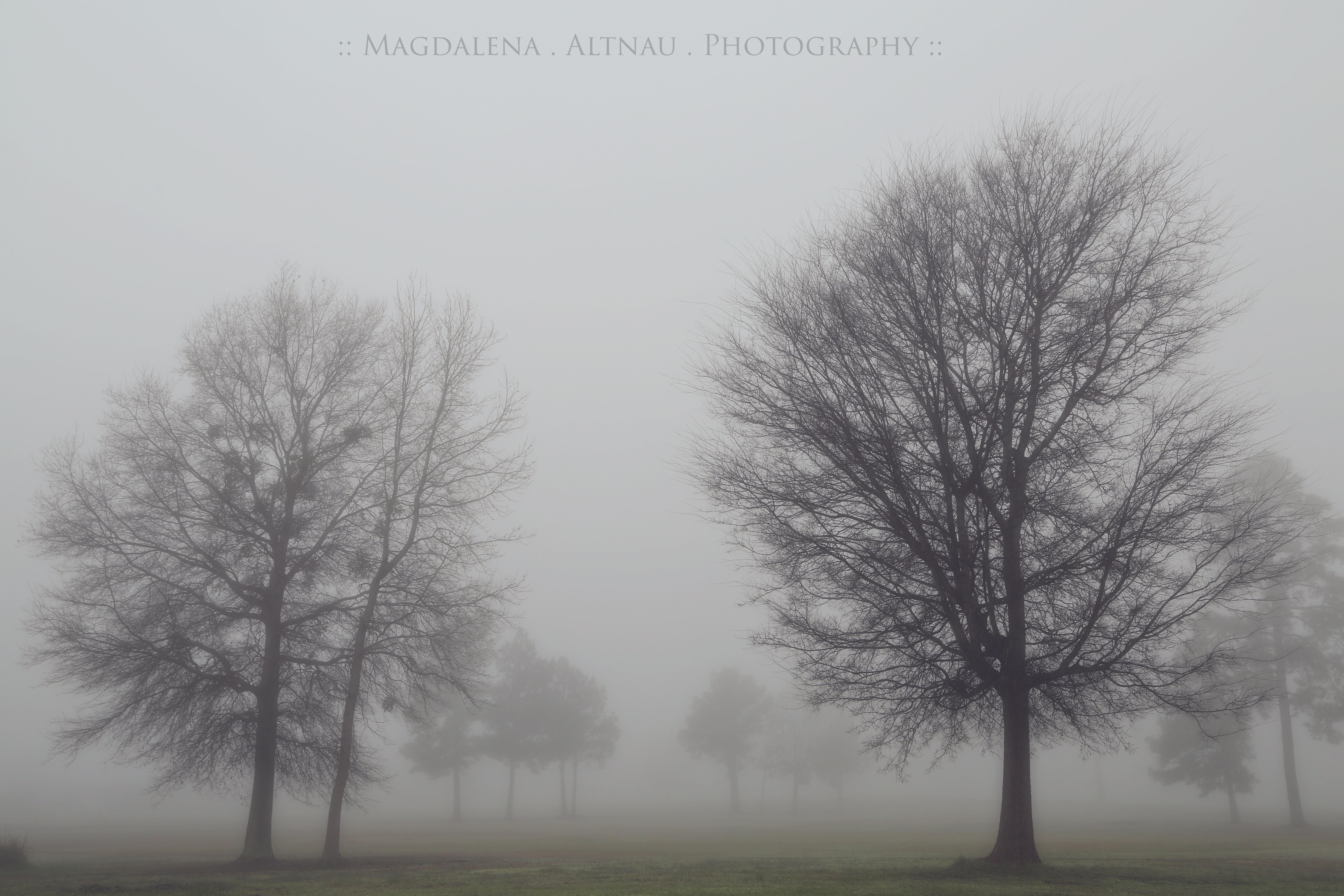 One Foggy Morning | The Bluestocking @ Home