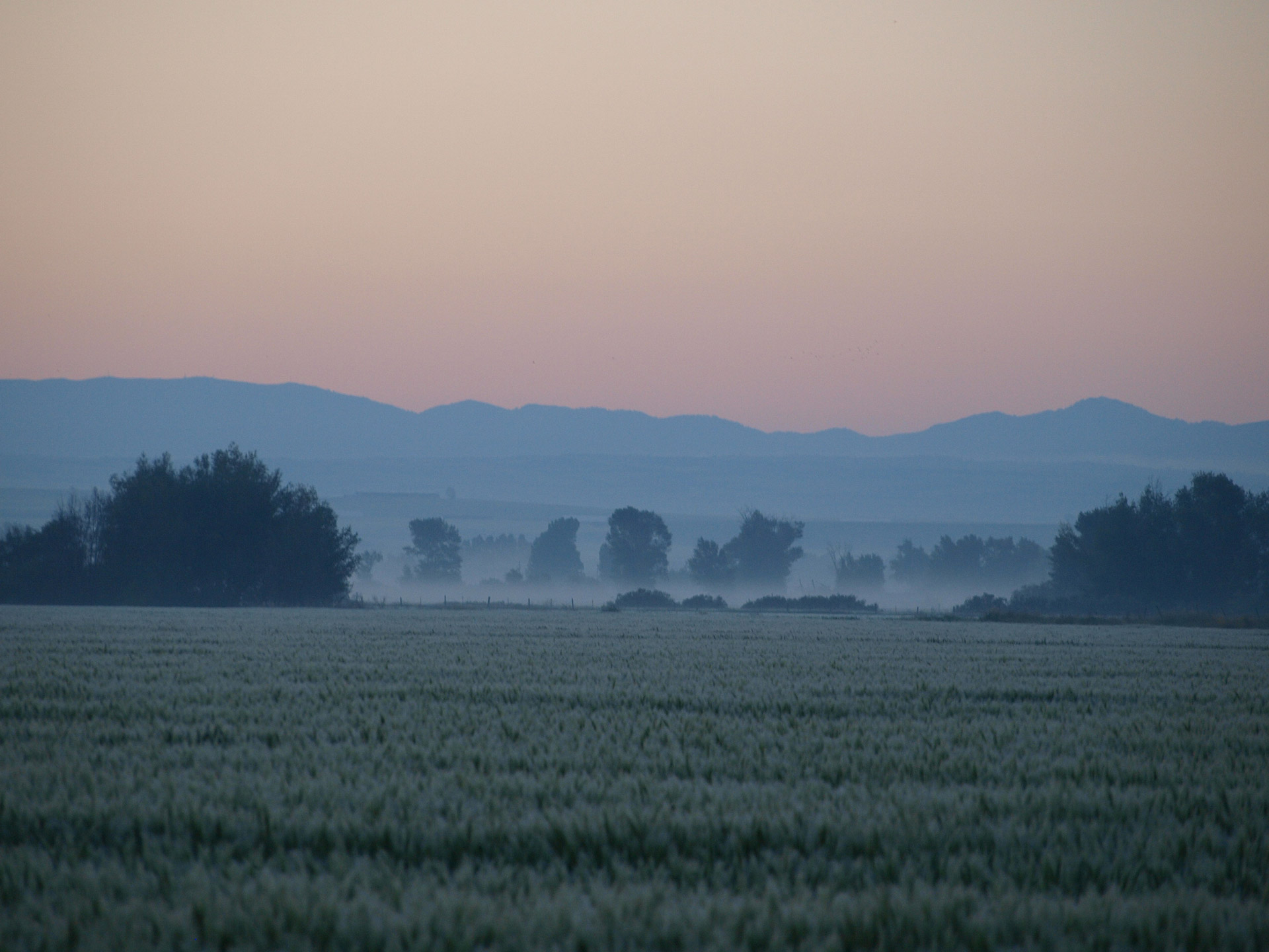 Foggy Fields Free Stock Photo - Public Domain Pictures