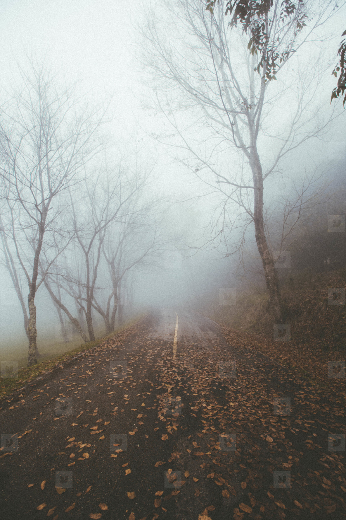 Photos - Misty foggy forest road - YouWorkForThem