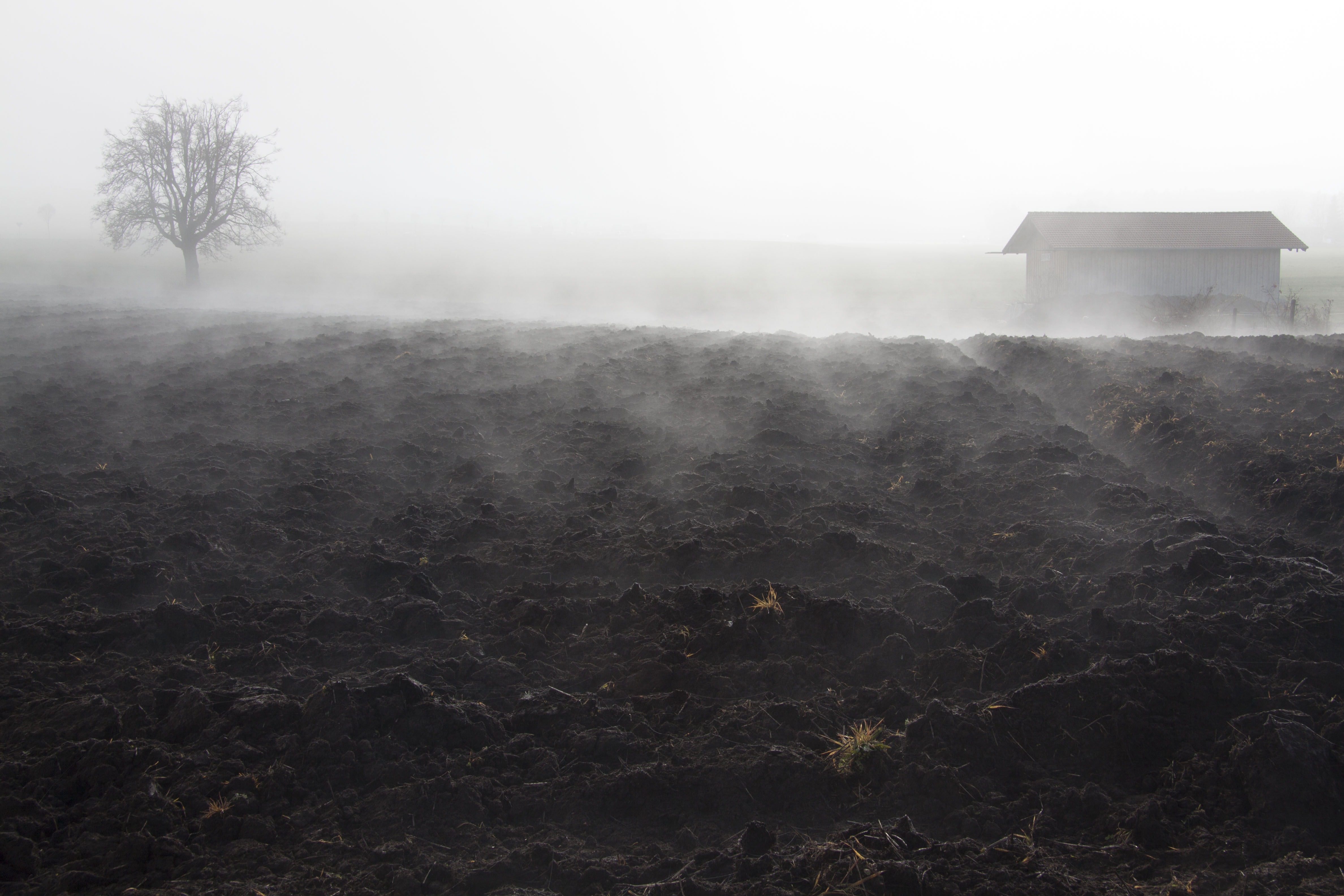 Foggy field photo