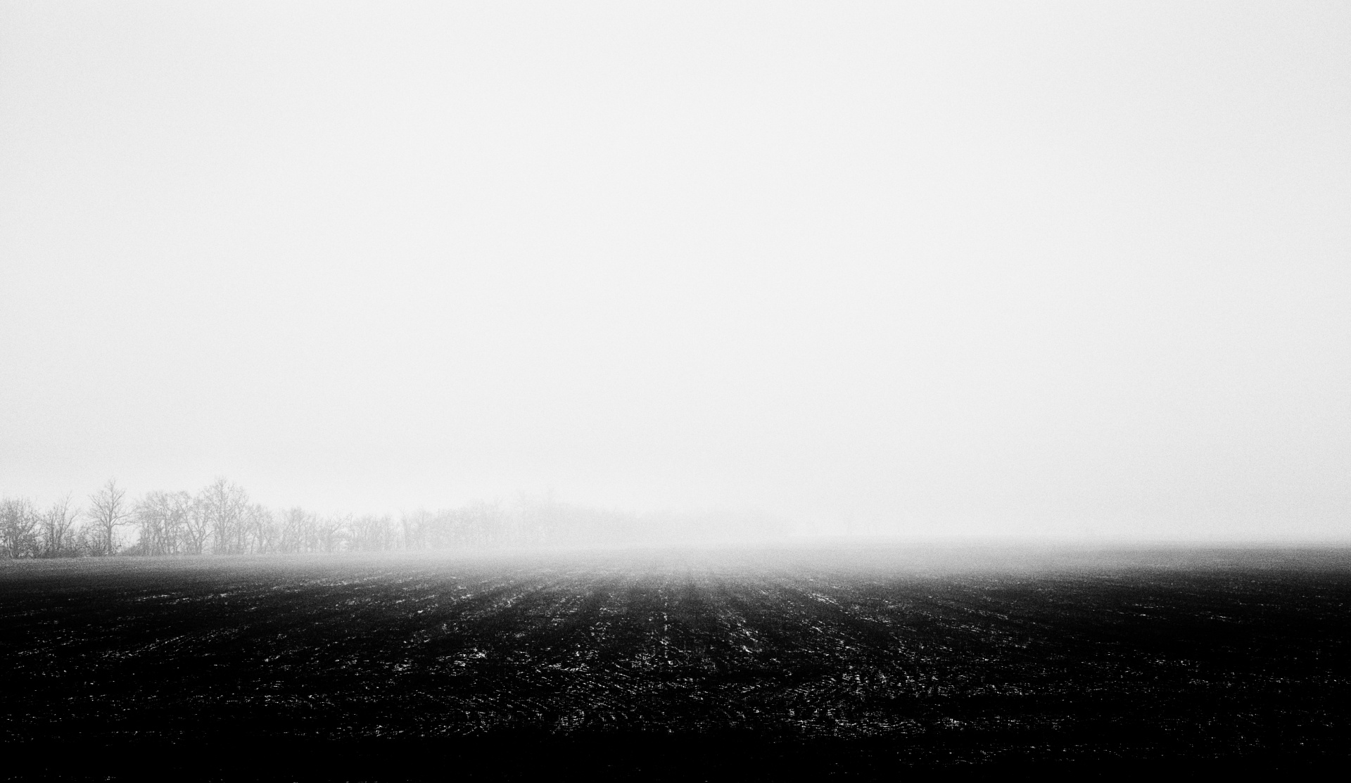 Foggy Field Free Stock Photo - Public Domain Pictures