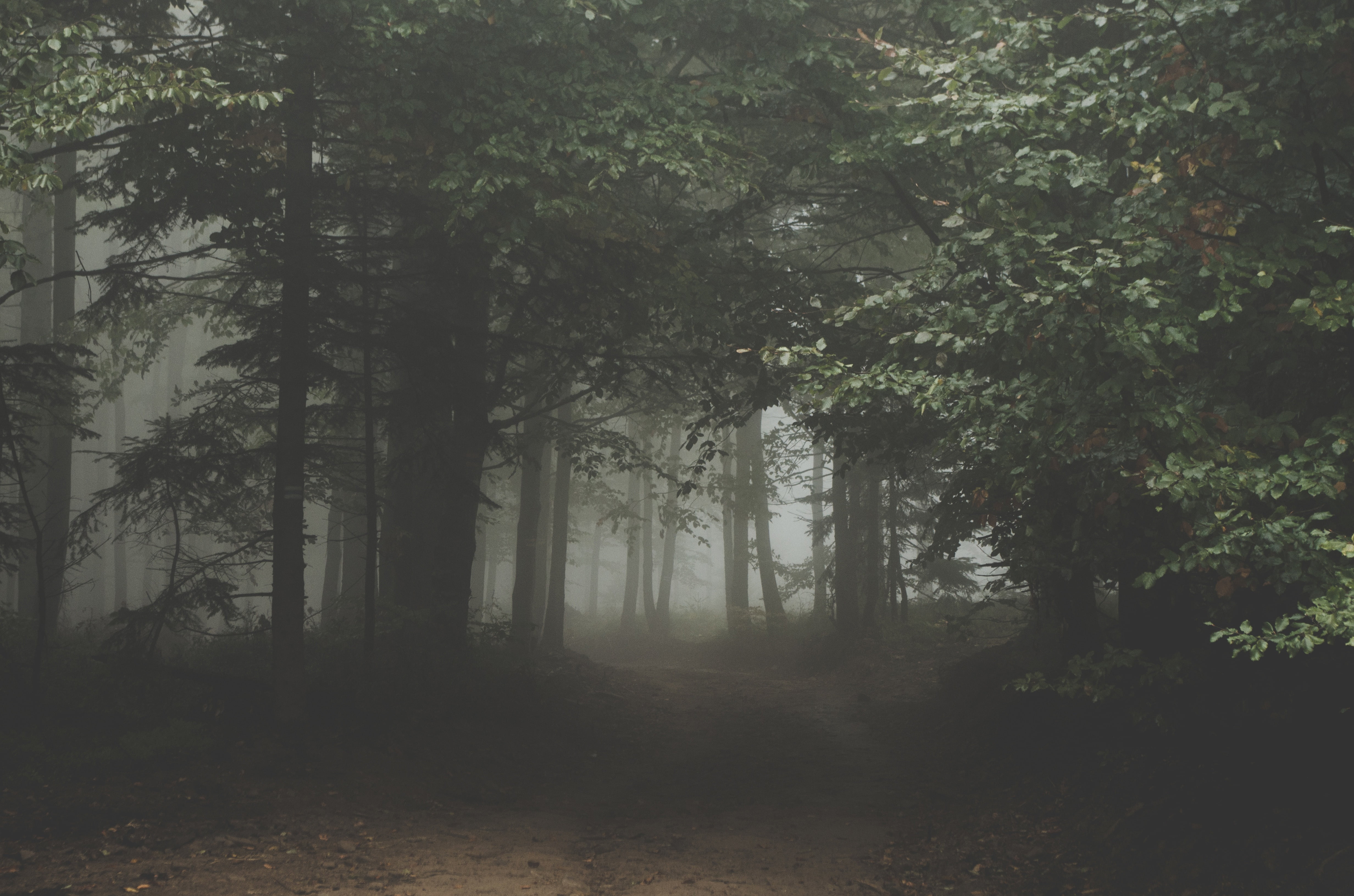 Photography of foggy forest HD wallpaper | Wallpaper Flare