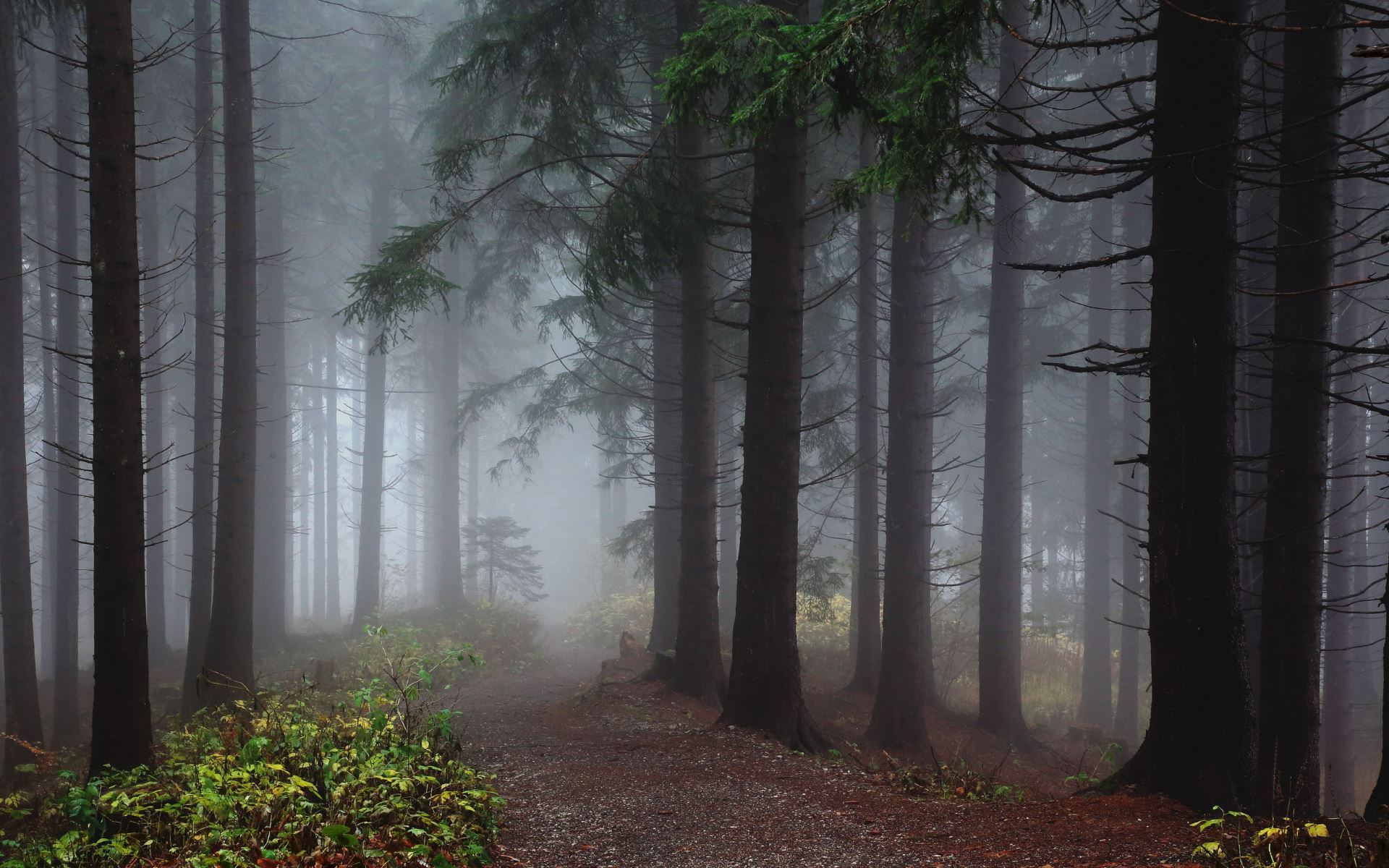 Beautiful foggy forest - HD wallpaper download. Wallpapers, pictures ...