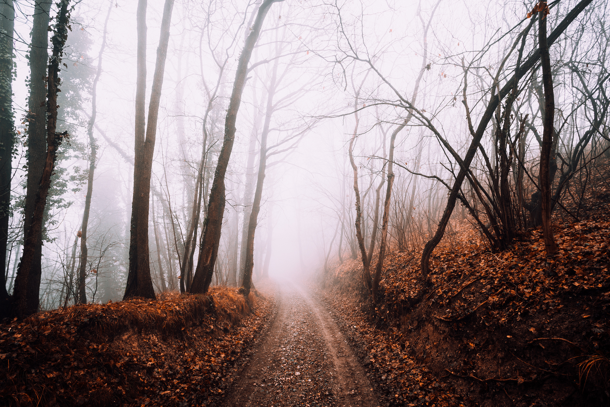 Deeper to the foggy forest / 2048 x 1365 / Forest / Photography ...