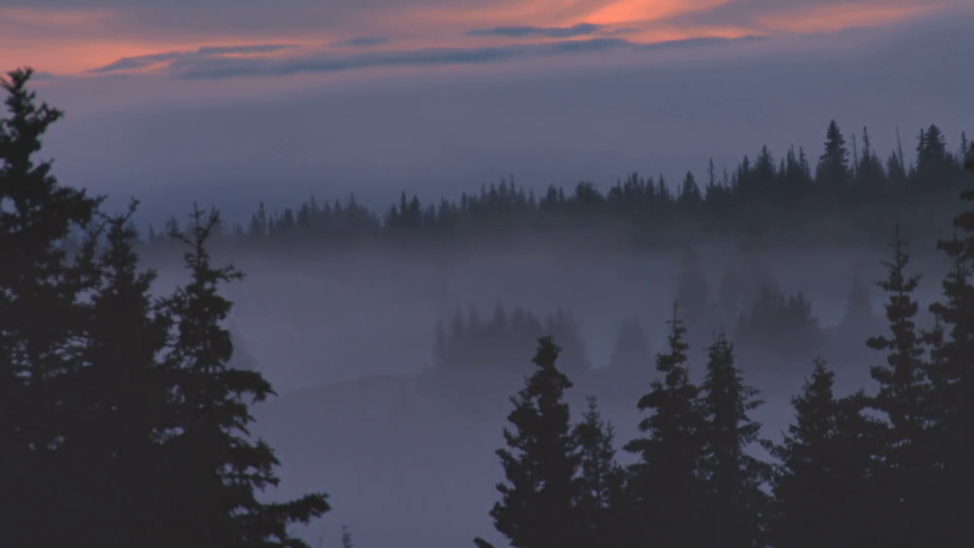 Foggy Forest After Dark Stock Video Footage - VideoBlocks