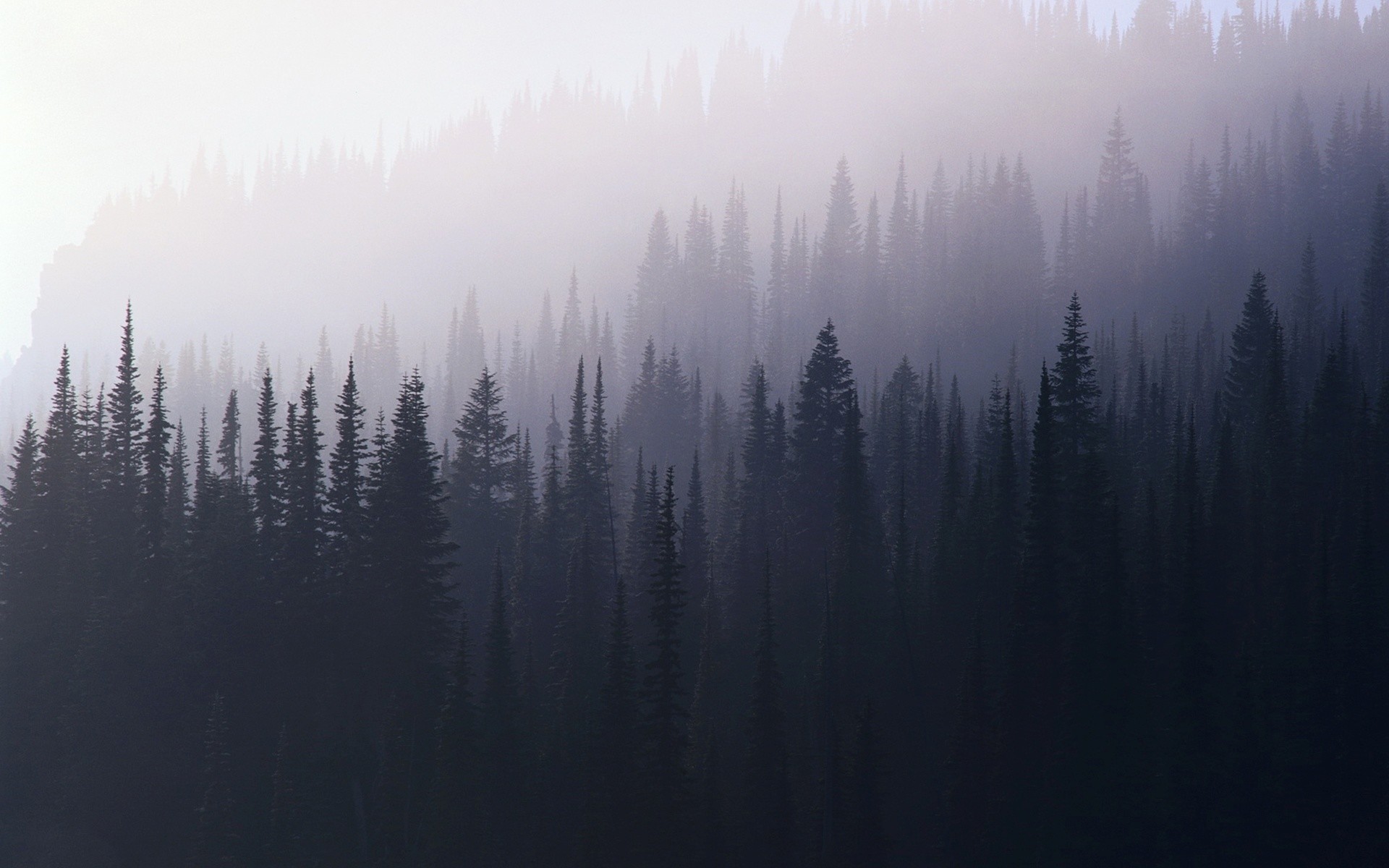 Foggy Forest Wallpaper (74+ images)