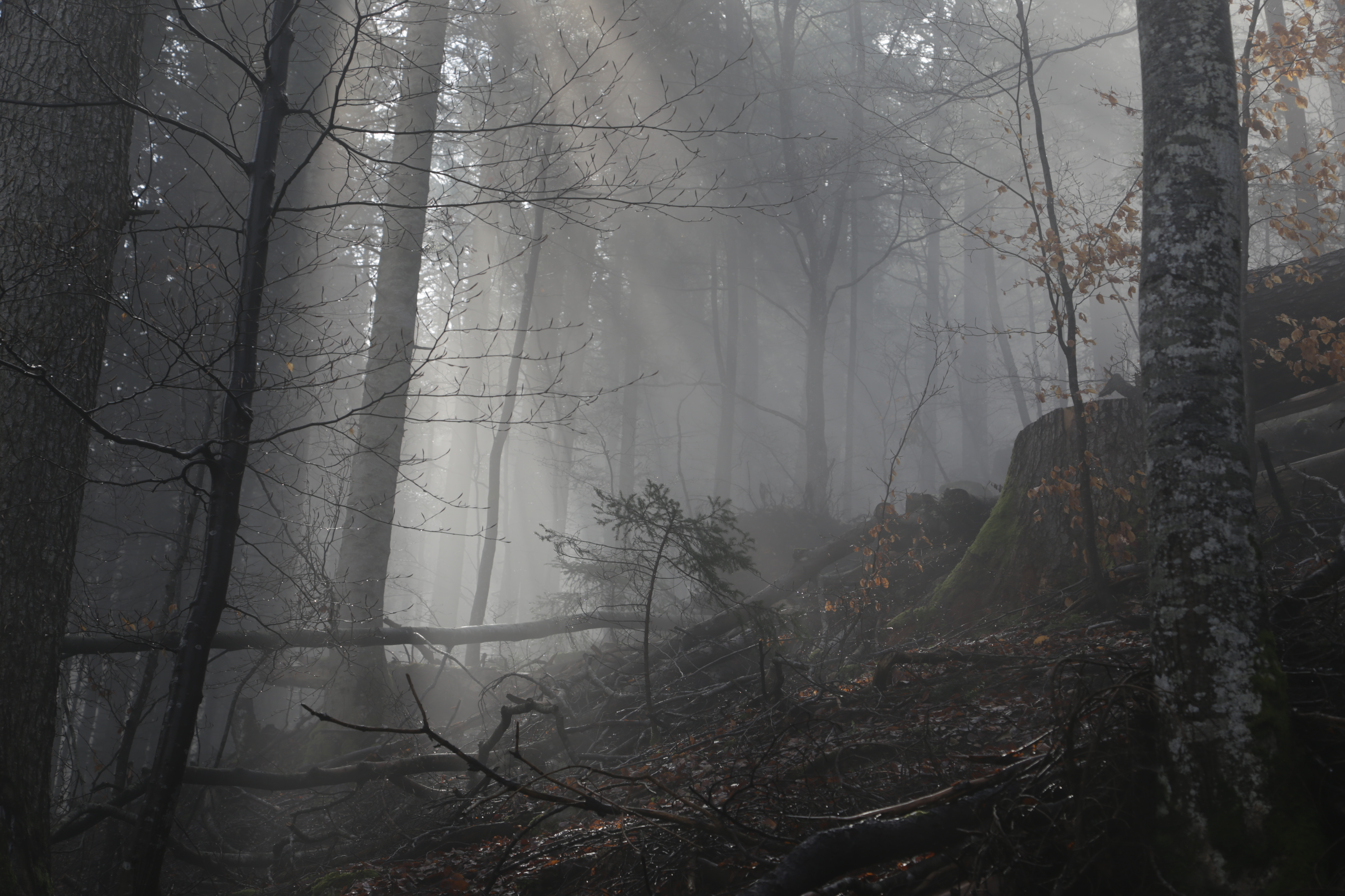 File:Foggy forest (21177709701).jpg - Wikimedia Commons