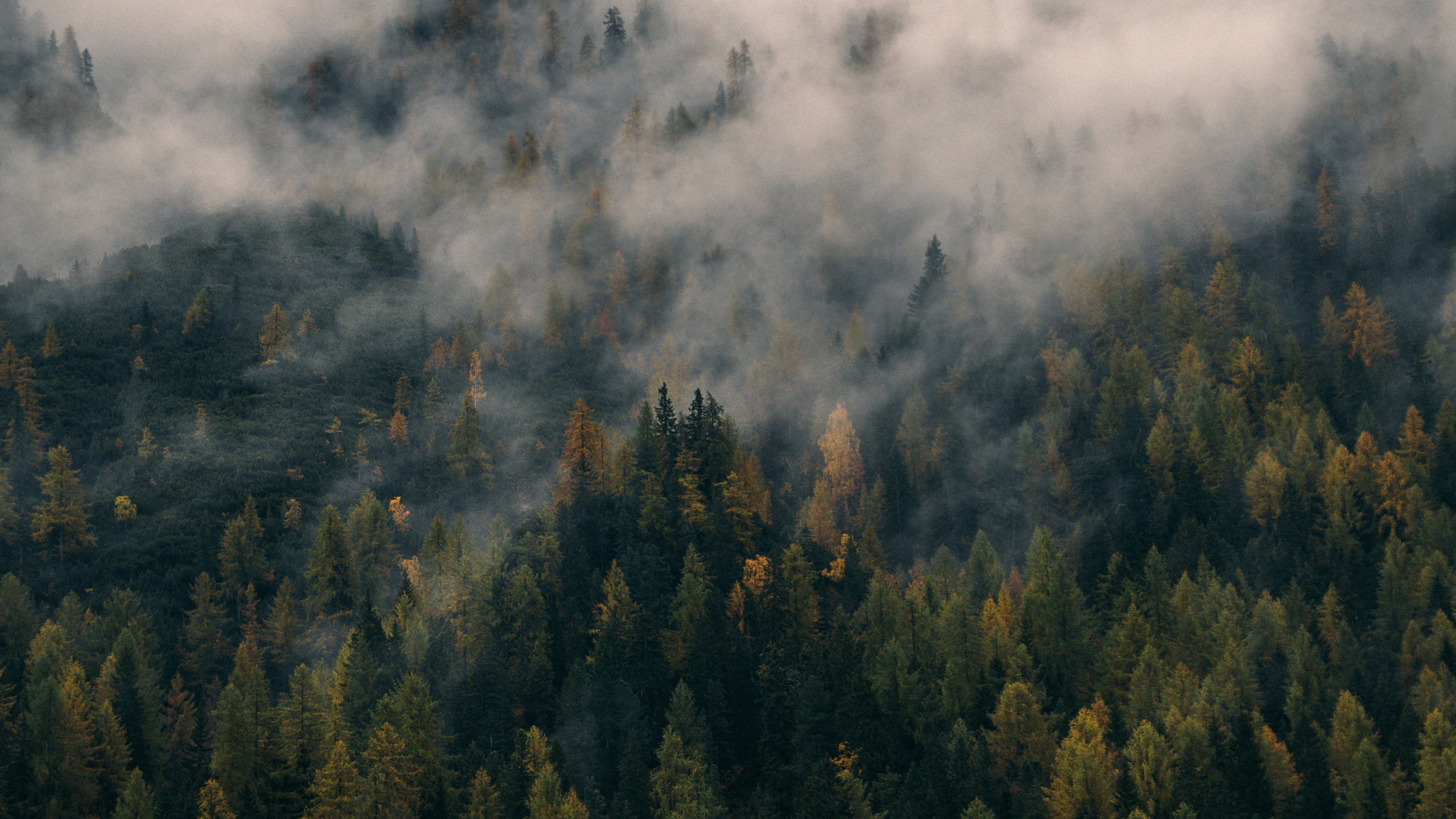 Foggy Forest Hill Wallpaper - Mobile & Desktop Background