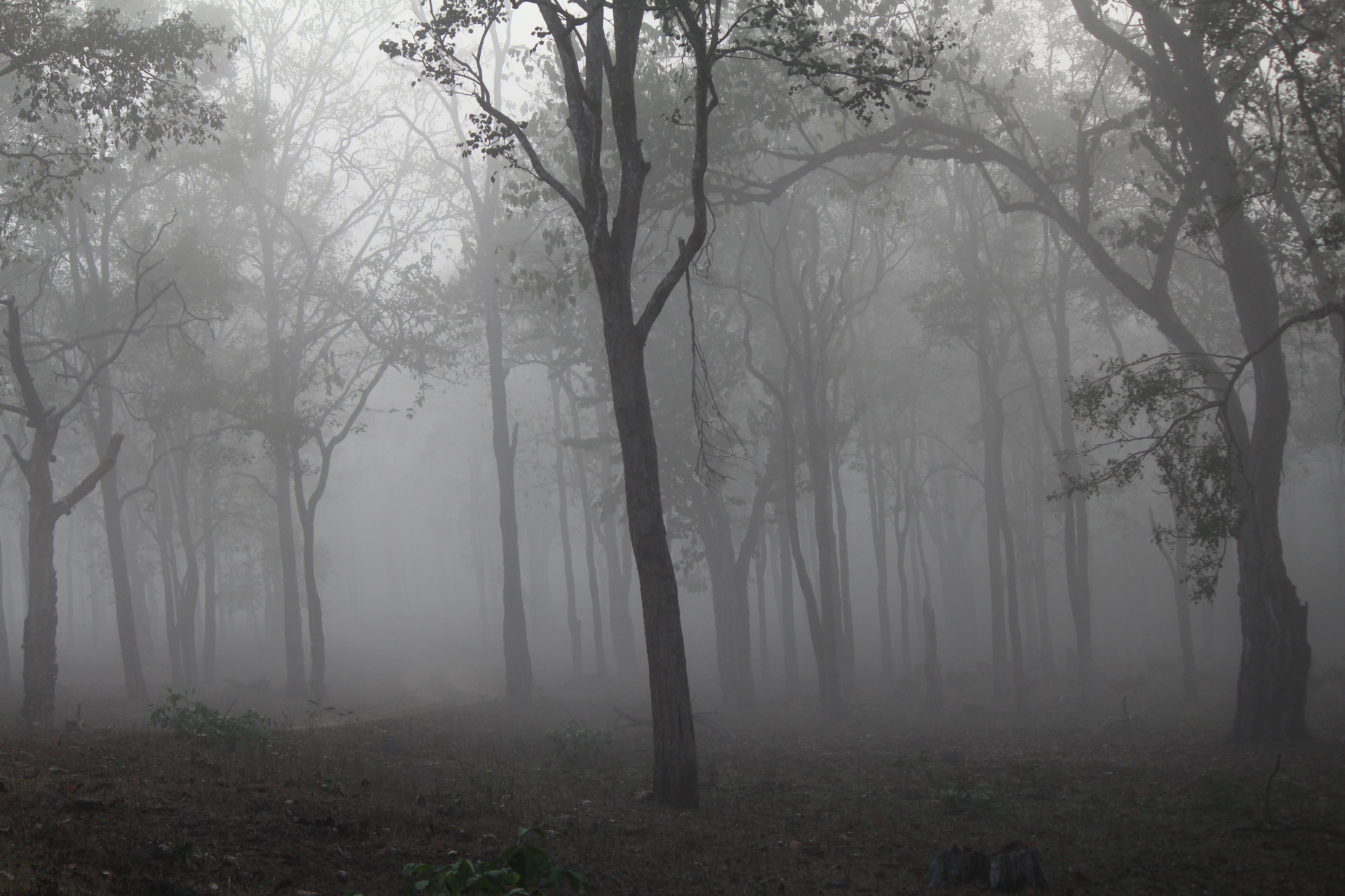 File:Foggy forest.jpg - Wikimedia Commons