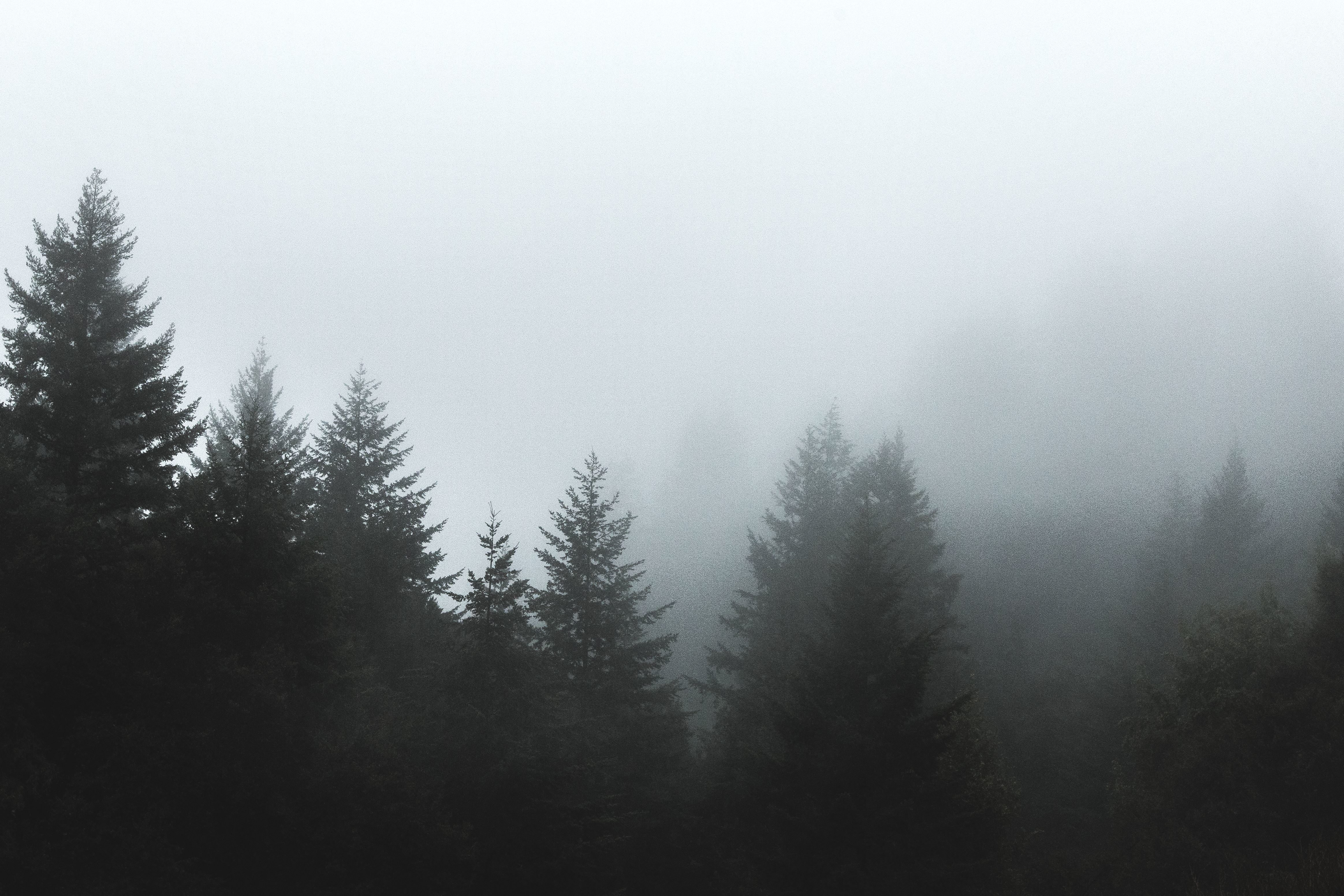 Free picture: forest, tree, clouds, fog, pine tree