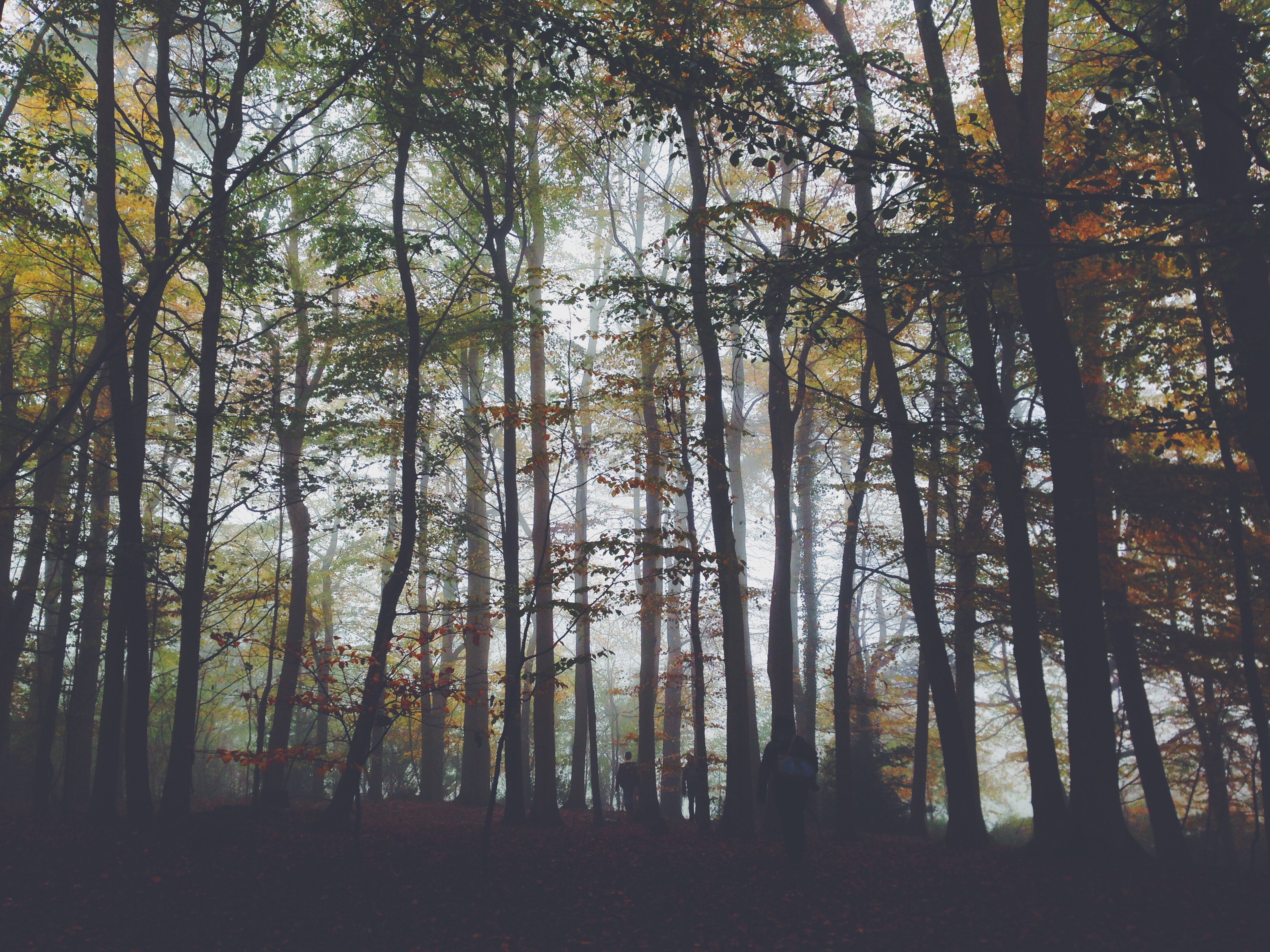 Foggy forest trees photo