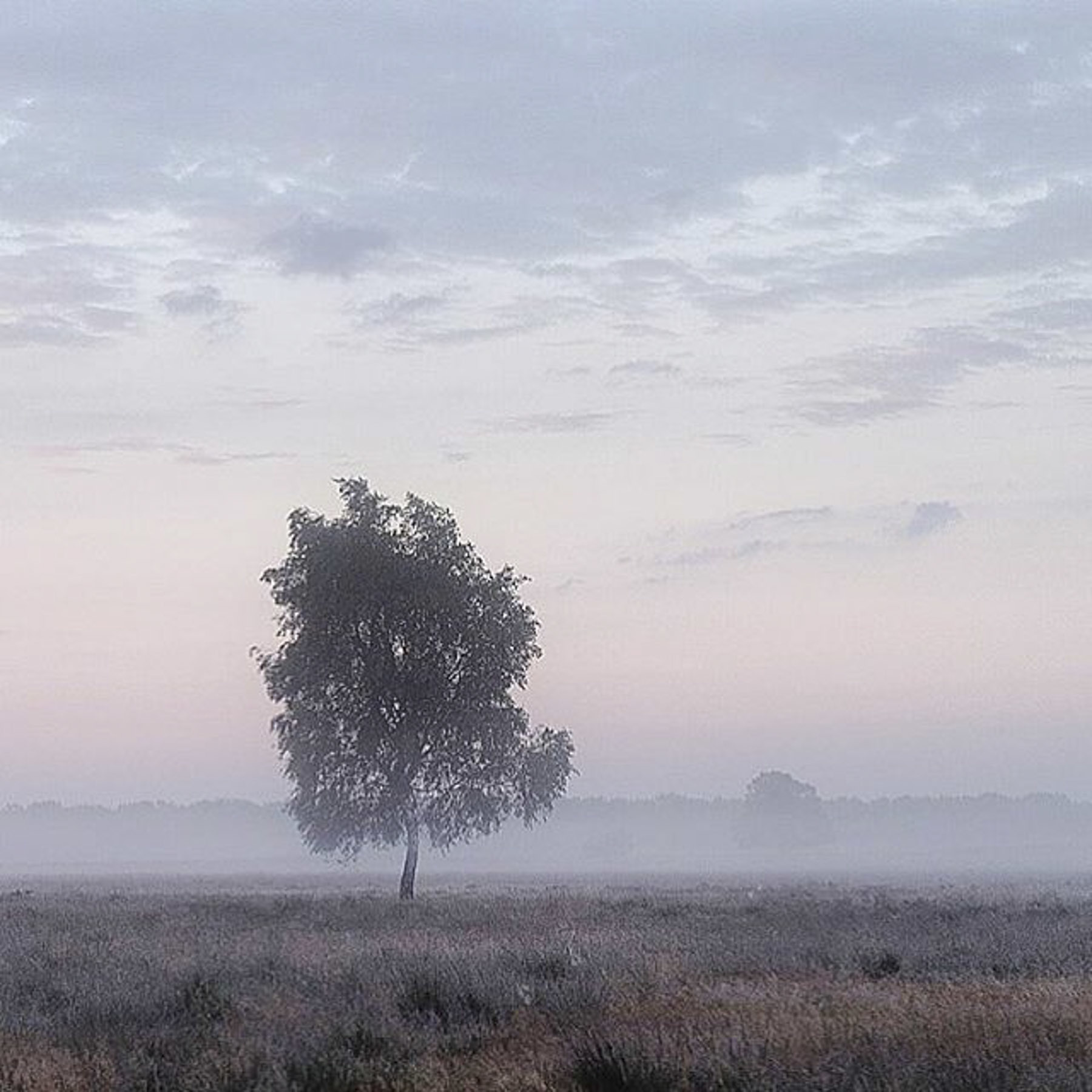 7 Tips for Shooting Foggy Landscape Photos From Instagram's… | Moment