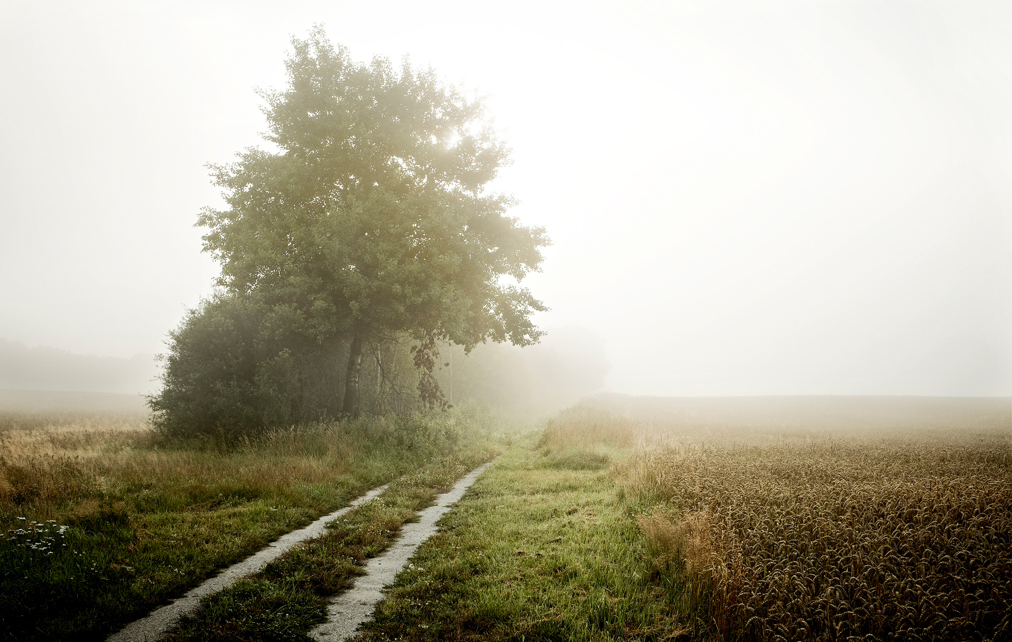 Foggy Morning | Jan Steinhilber
